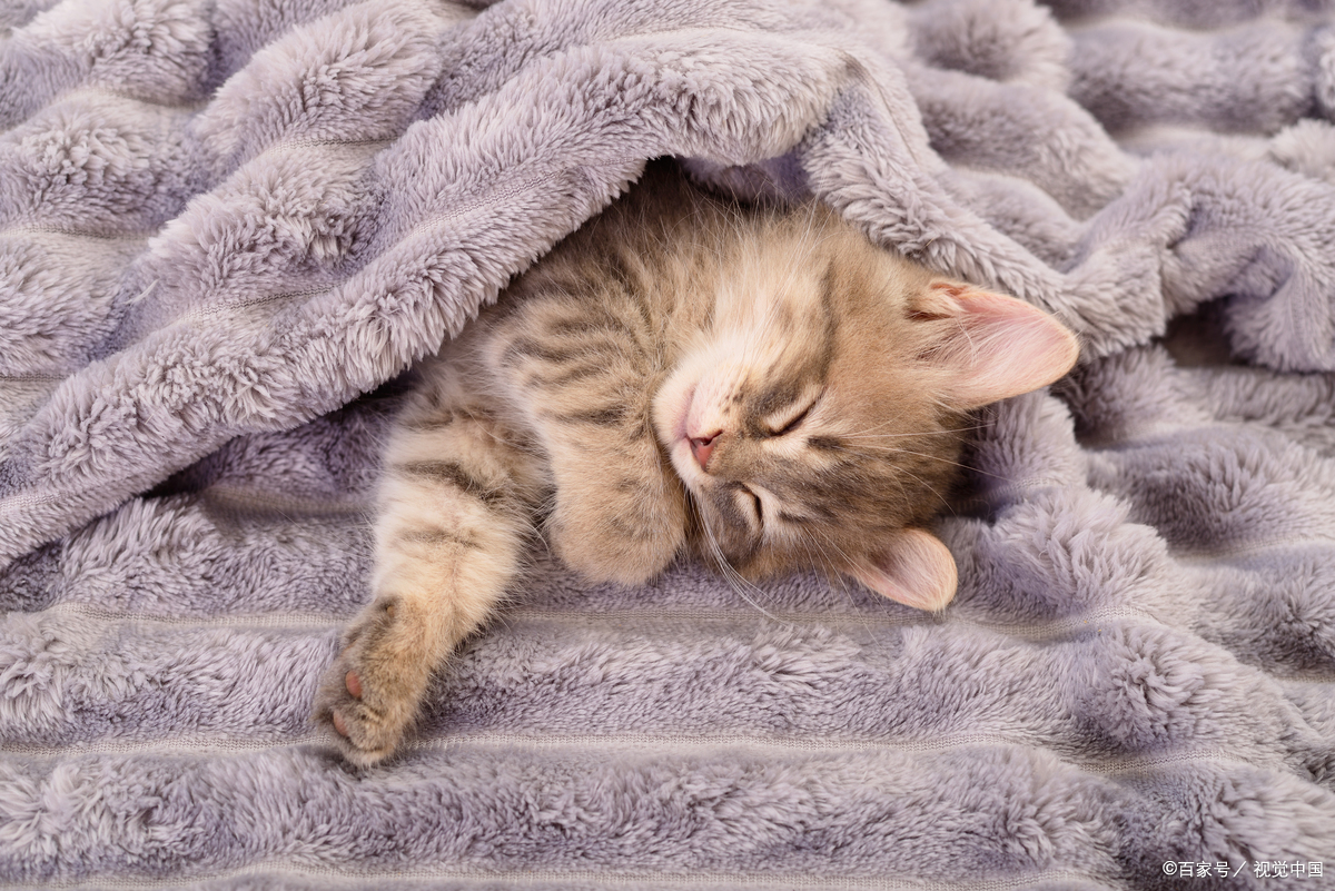 猫咪睡觉为什么，原来是因为这些原因！