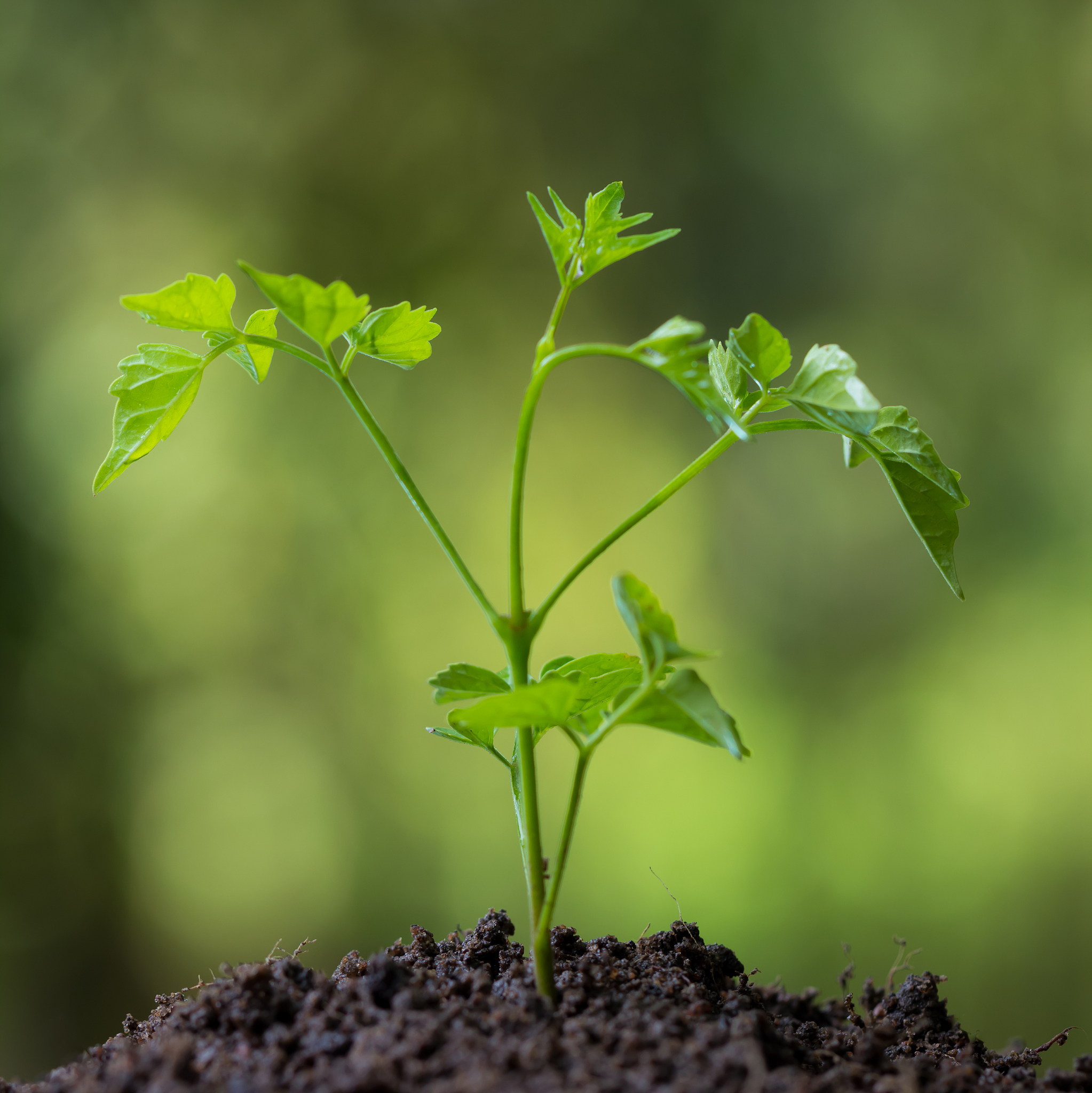 PLANT AND SOIL期刊研究范围详细内容