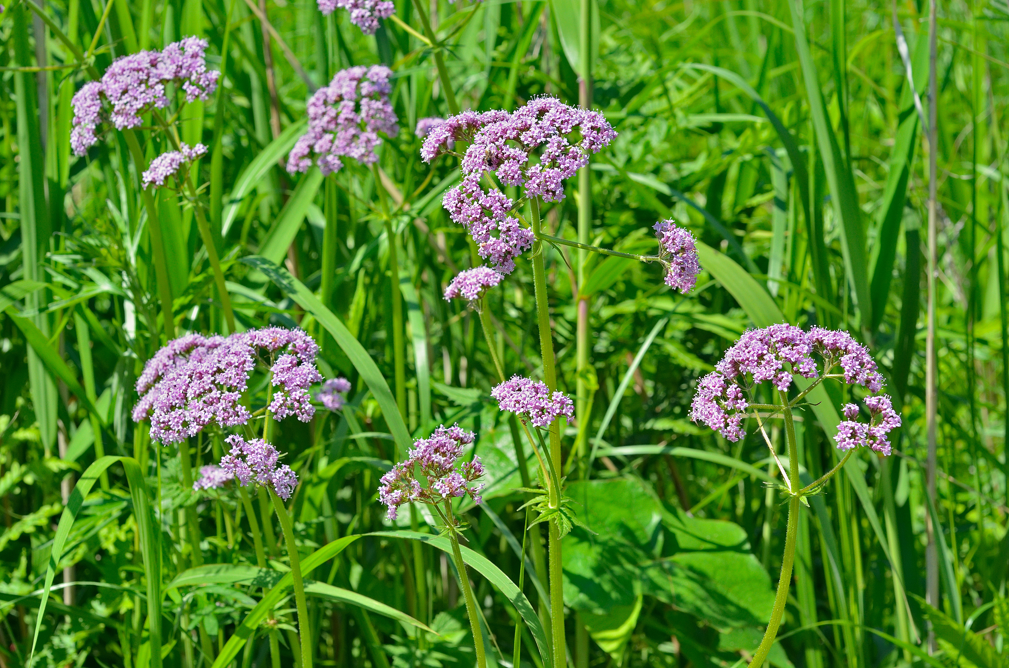 用科技论文的语言改写以下这些文字：丹参的组织培养条件宽泛一定范围内的植物激素 植物生长物质 配比均能诱导出愈伤并再生植株 王建英和刘涤 1987; 胡月红等 1992; 姜广奋1994; 赵洁等 1999; 田宇红和王喆之等2003 。郭肖红等 2007ab 主要从培养基的氮源、碳源及有机物等方面研究了丹参不定根的培养条件张荫麟等 1997 用发根农杆菌和根癌农杆菌转化丹参得到冠瘿瘤和毛状根再生得