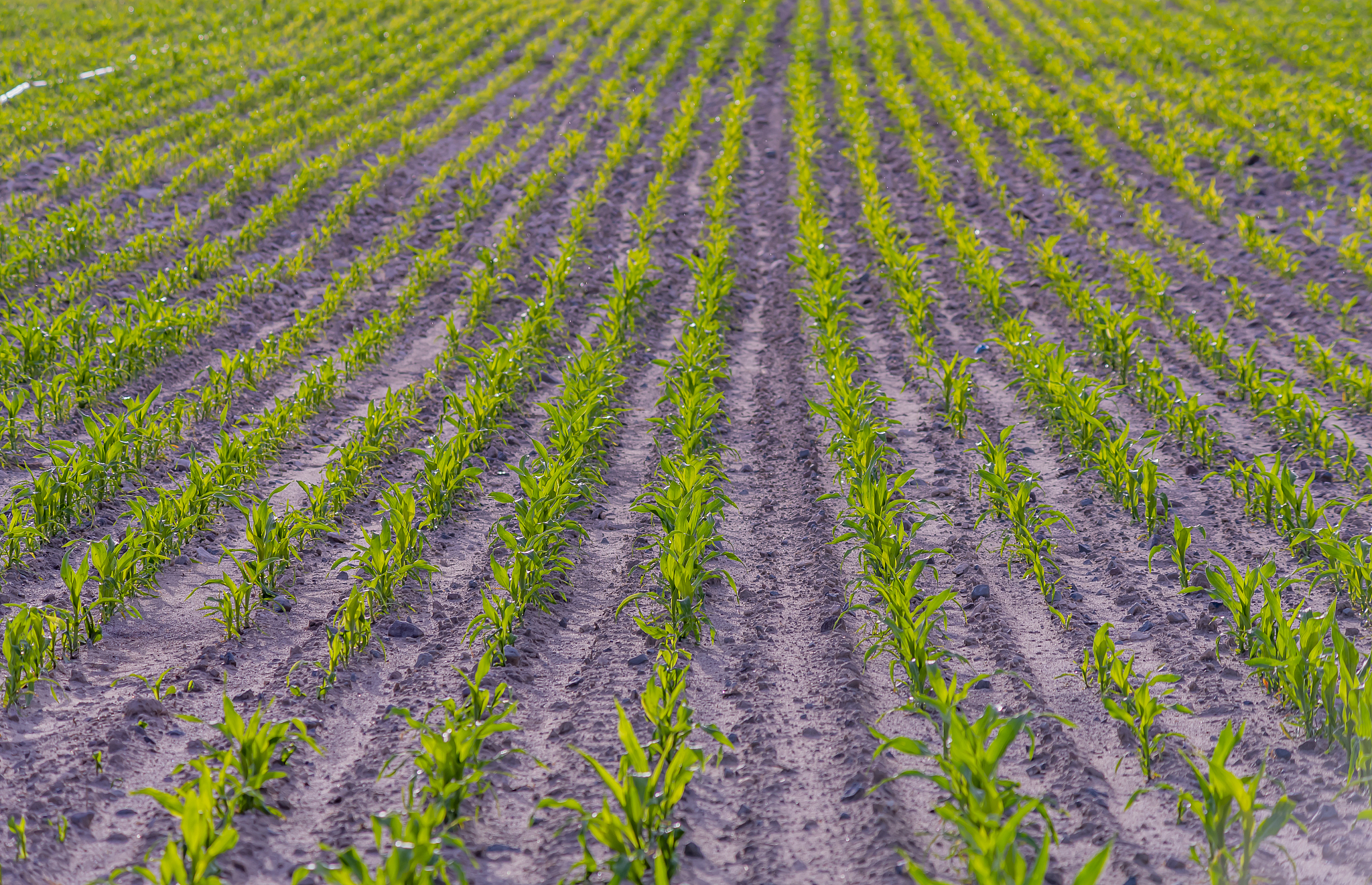 曲靖市农业学校2019年全日制五年制专科招生专业