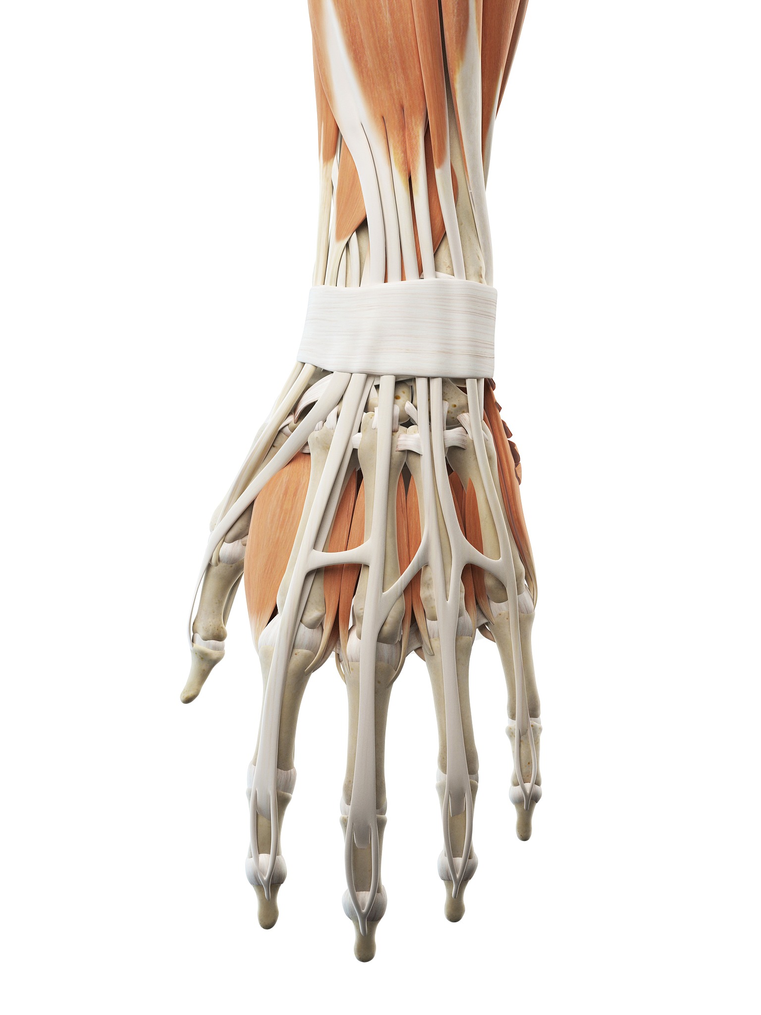 艺用解剖学每日小结150字