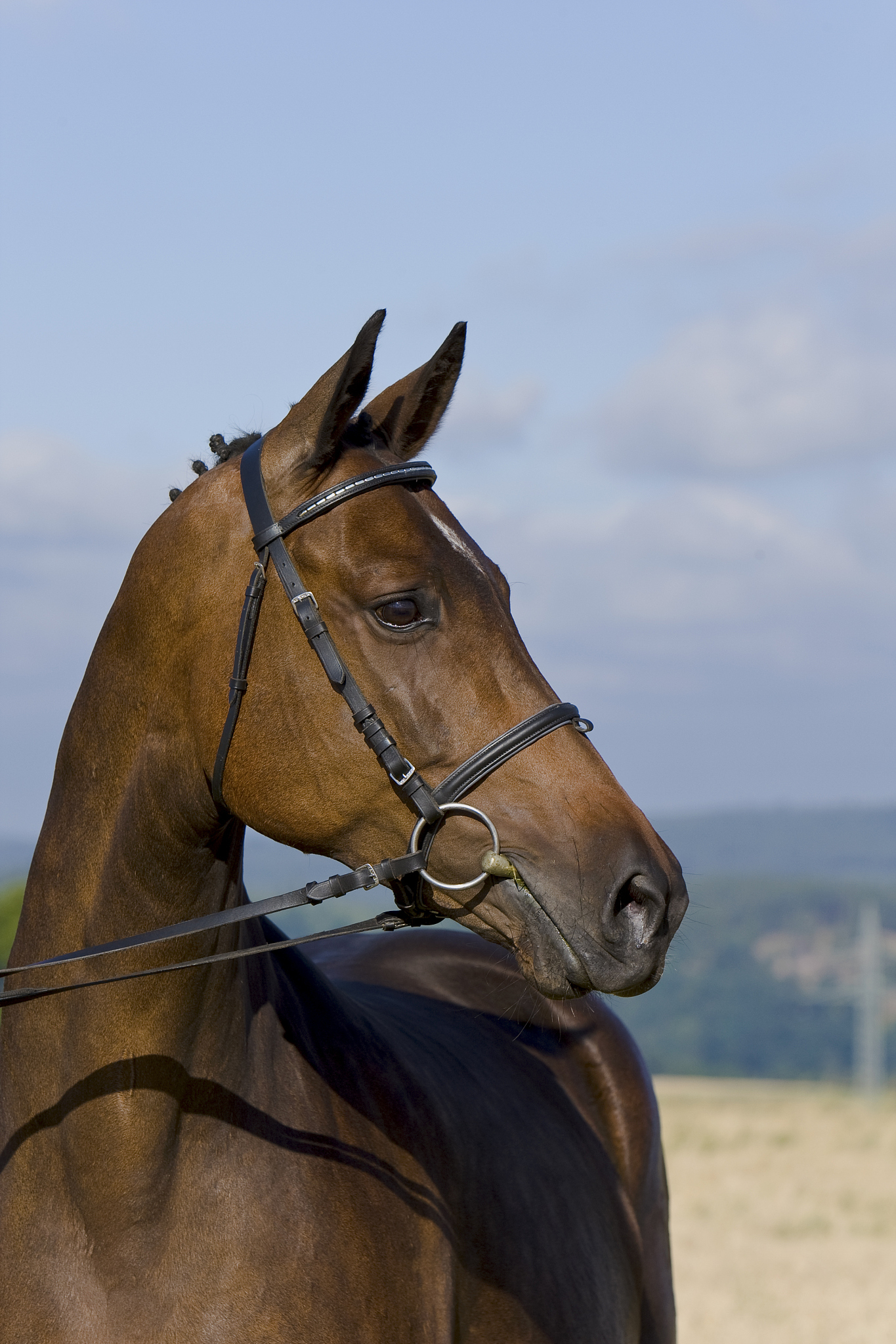 hengst