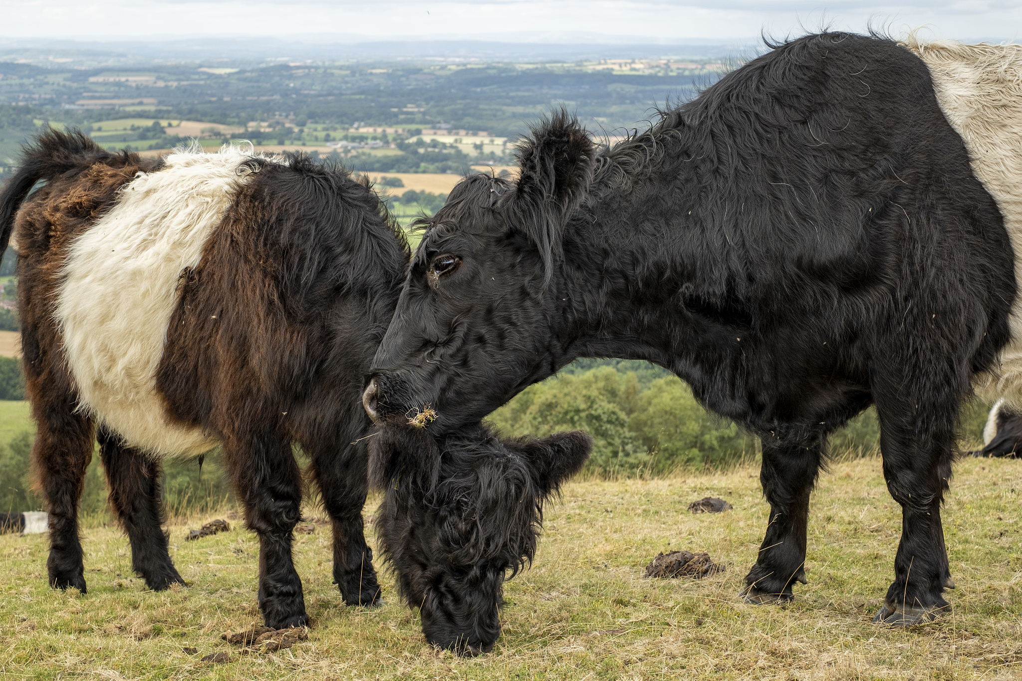 longhaired highland cattle on the malvern hills worcestershire