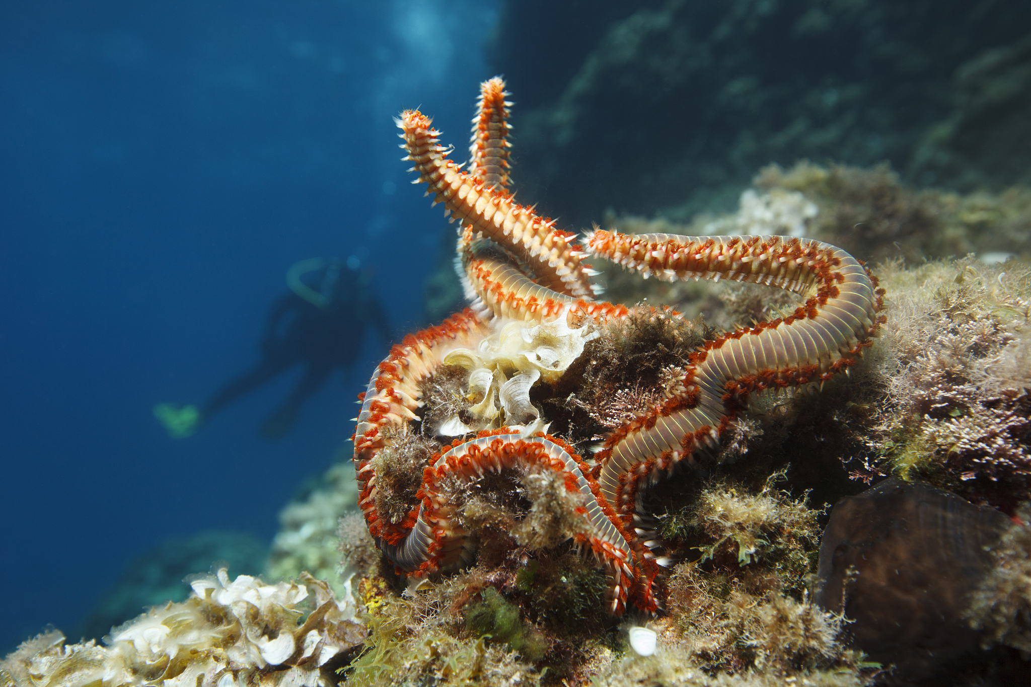 燃青春之光，聚生命之火：演讲稿