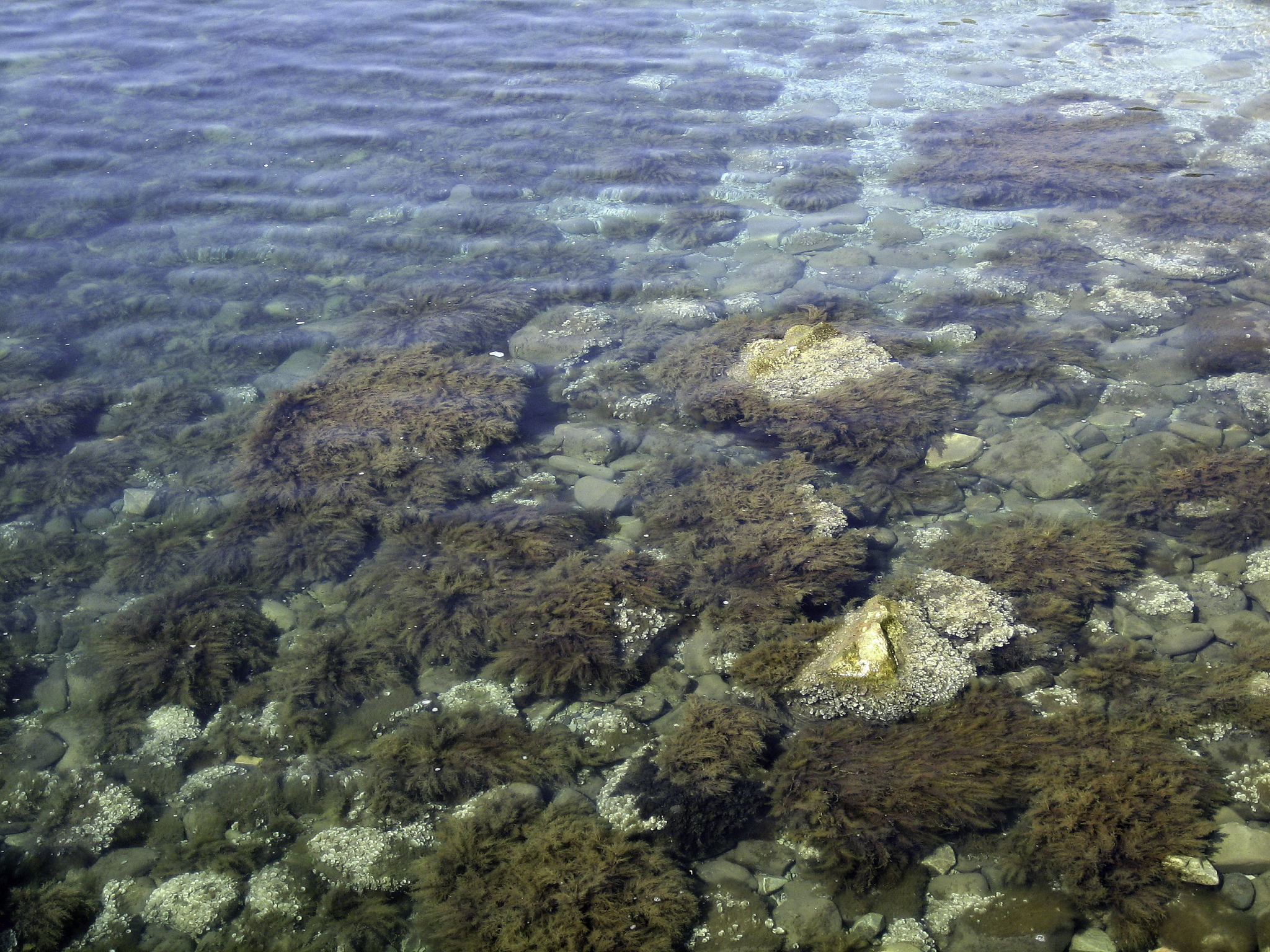英译汉 cold seeps in the South China Sea SCS have received increasing scientific attention since their discovery in the early 2000s 15 More than 30 seeps have been investigated and constant research effo