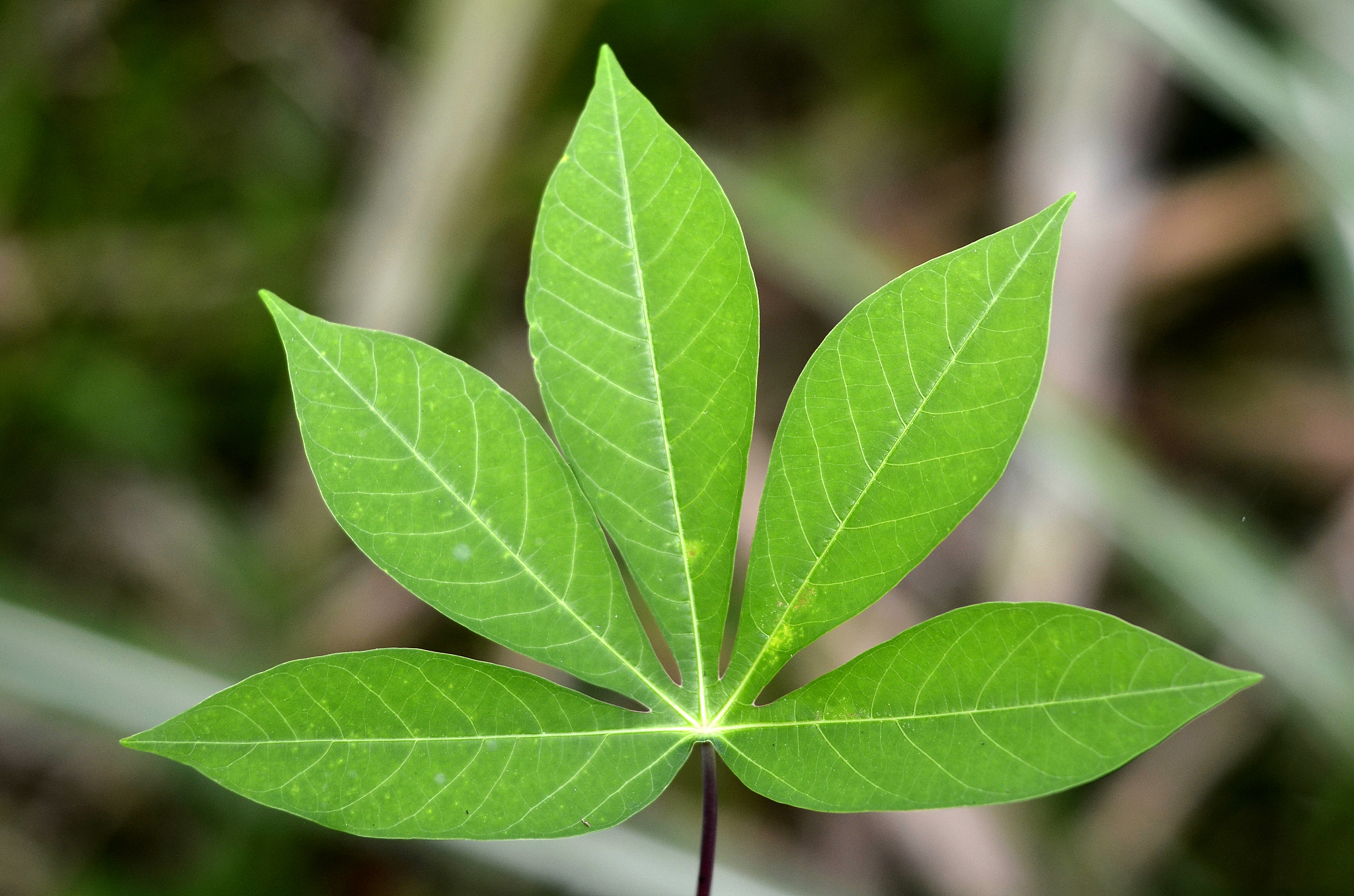 close-up of green leaves