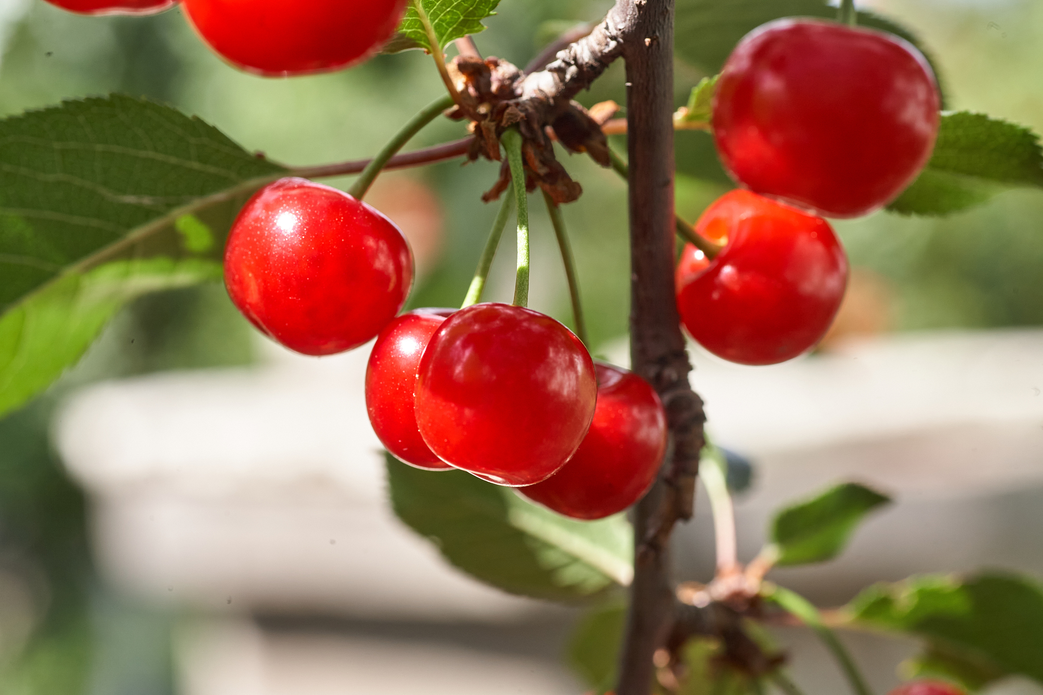 ripe cherries hanging from a cherry tree branch. close up of che