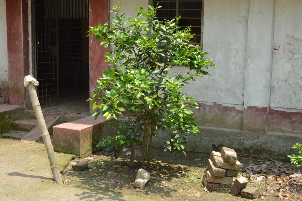 桂花树修剪风水讲究：提升家居运势的秘诀
