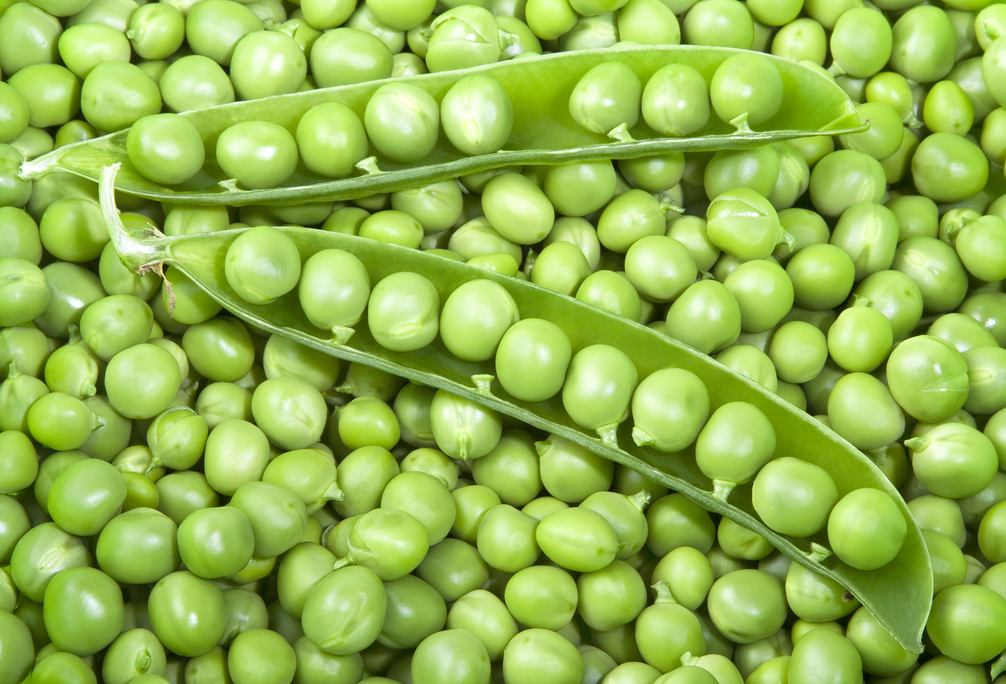 小米豆(云南小米豆又叫什么)