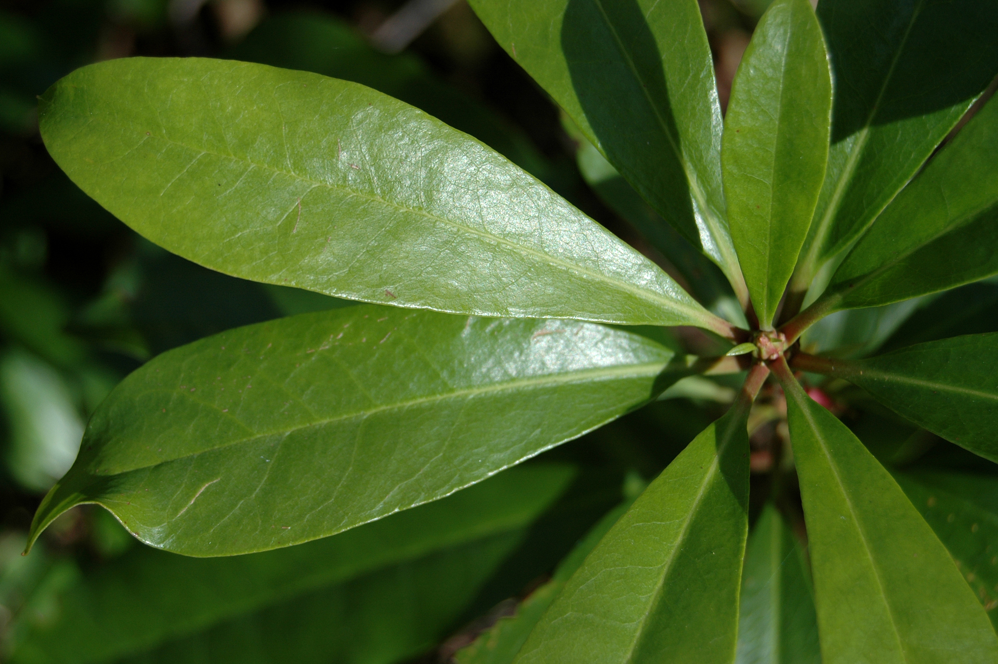 shiny leaves background