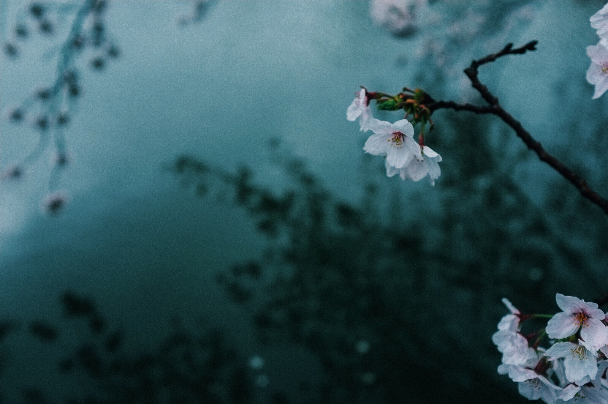 自在飞花轻似梦 无边丝雨细如愁：解析诗句的意境与哲理