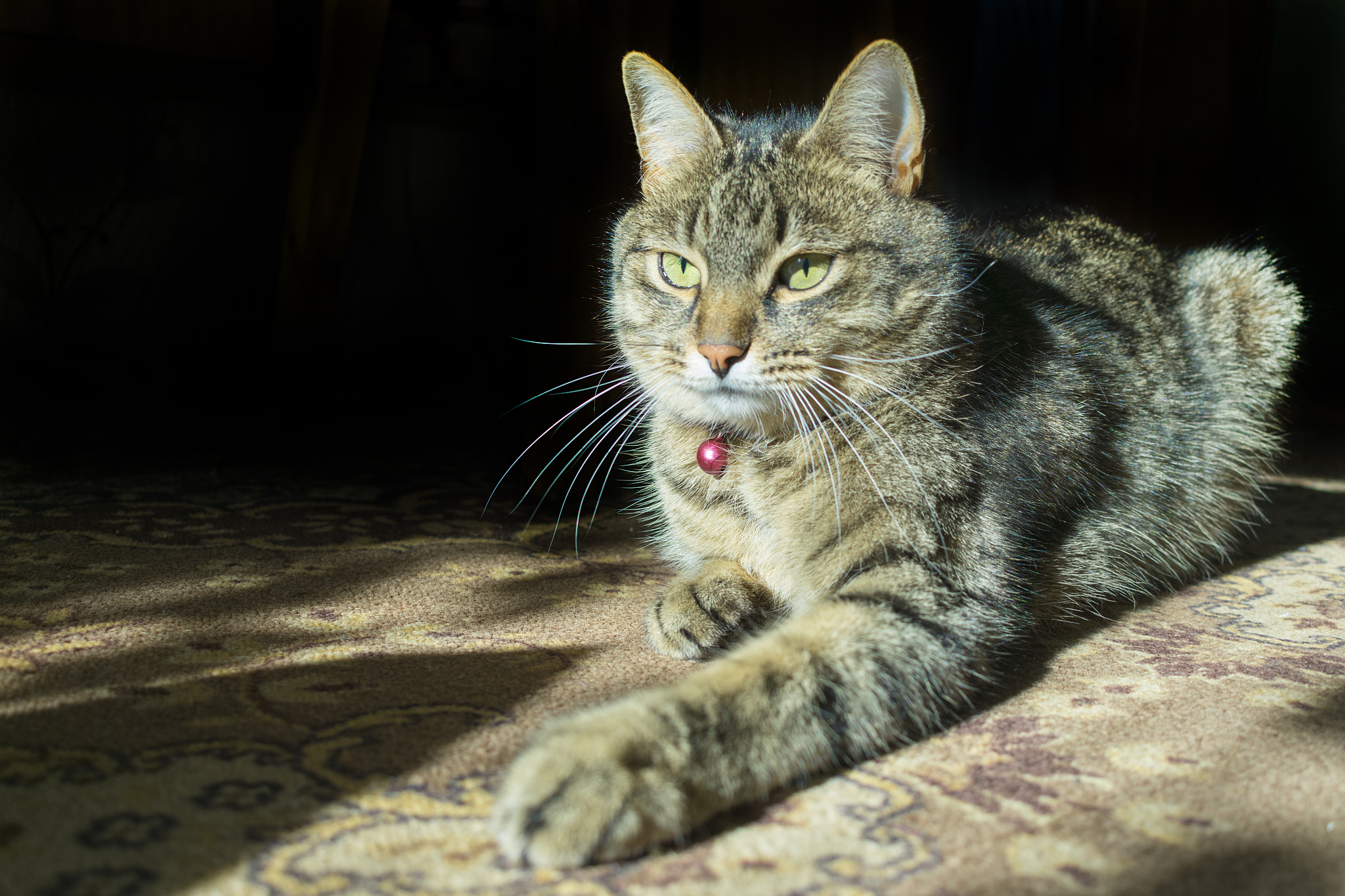 住宅内部,<strong>猫</strong>,可爱的,灰色,肖像,地板,哺乳纲,猫科动物,小的,头发
