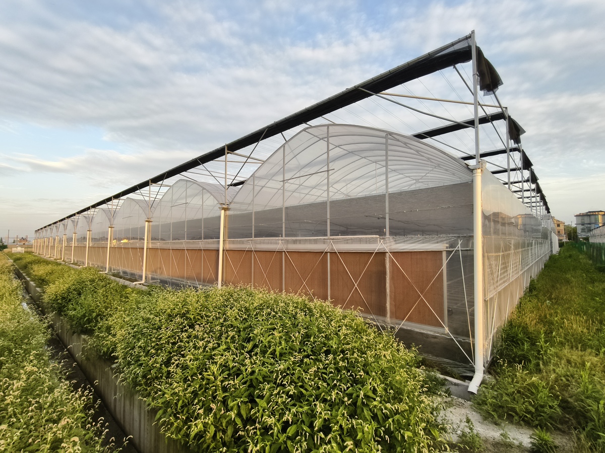 你好您好！有什么可以帮到您呢？写一篇关于冬暖式农业种植大棚加预期收益的可行性报告200字左右