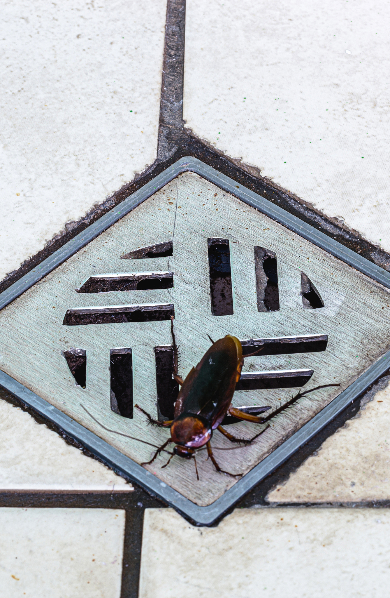 家有蟑螂是什么原因，