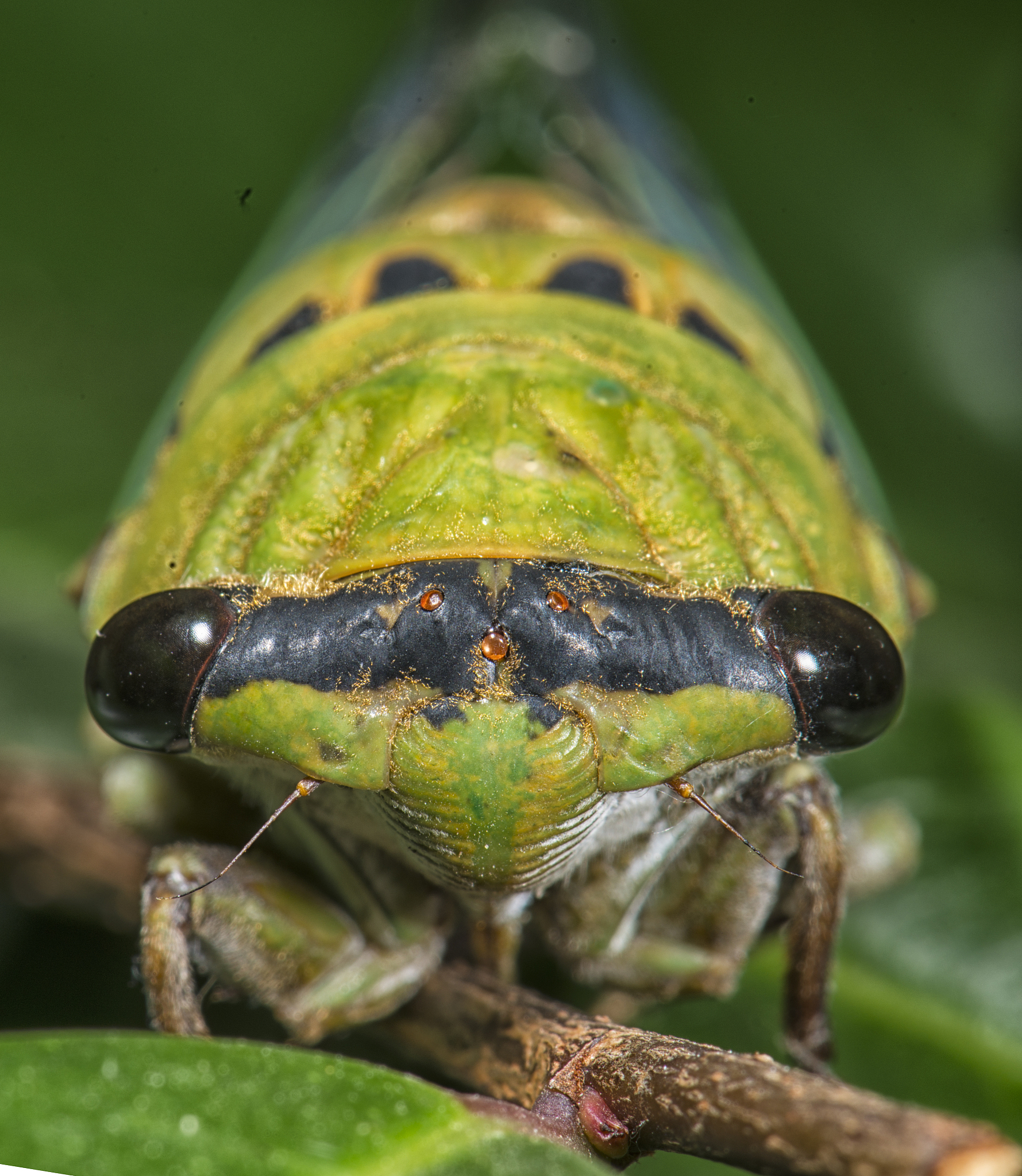 揭秘最懂数学的昆虫：周期蝉的17年奇幻之旅