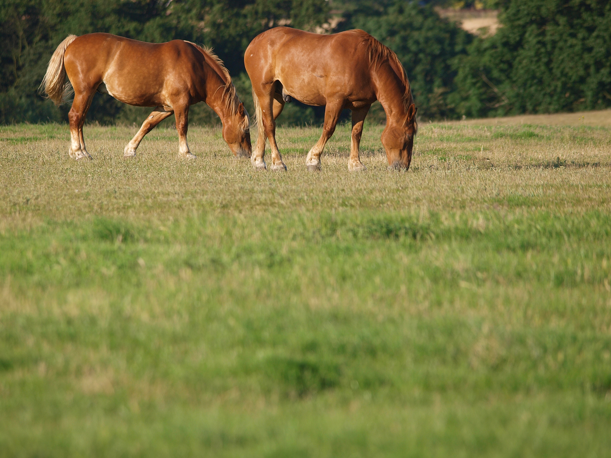 rare breed suffolk punch horses grazing