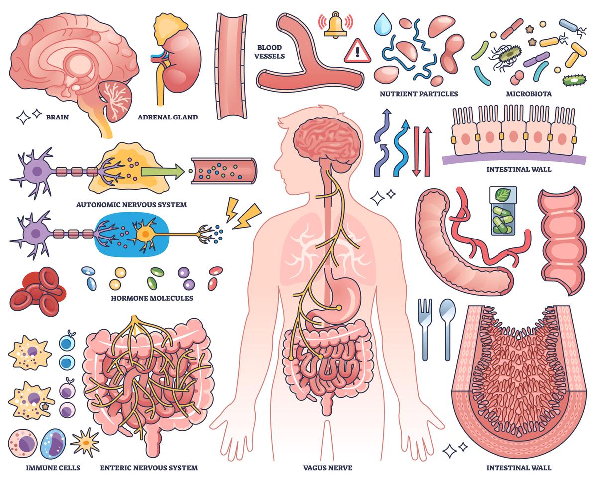 肠道菌群：影响健康的关键因素