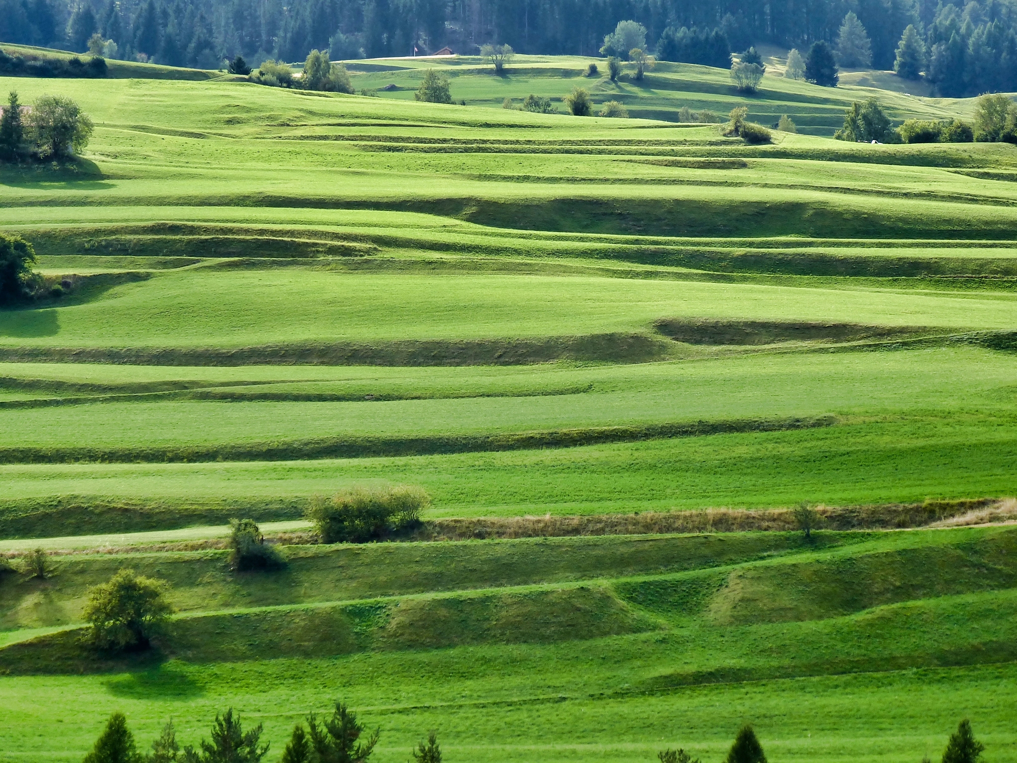 scenic view of agricultural field