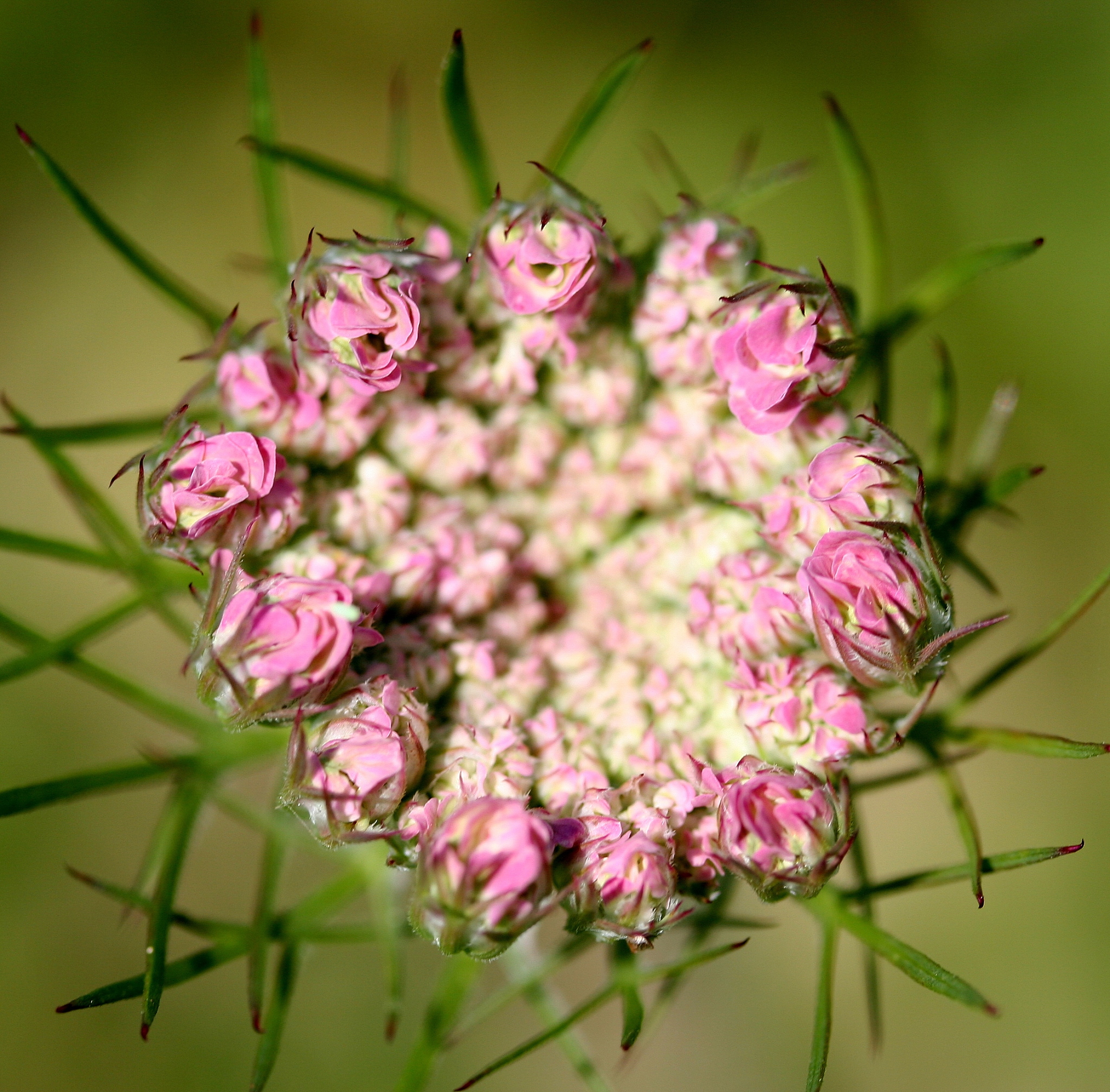 Write a poem about flower every sentence starts with letter g