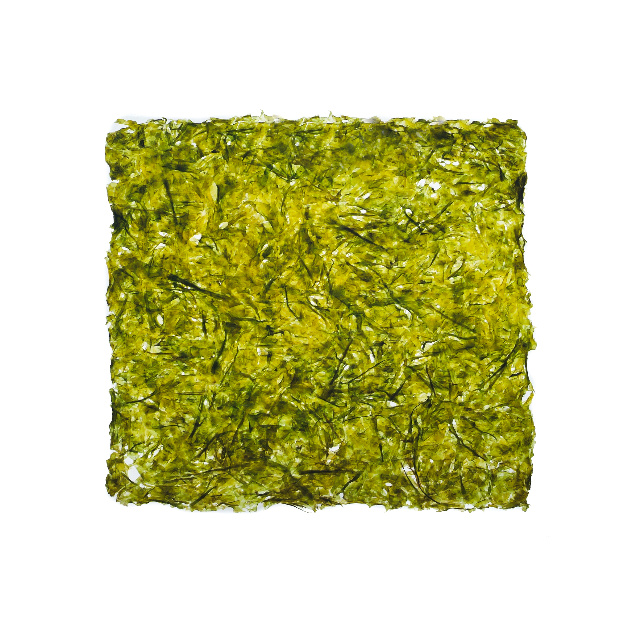 seaweed or edible seaweed on the background