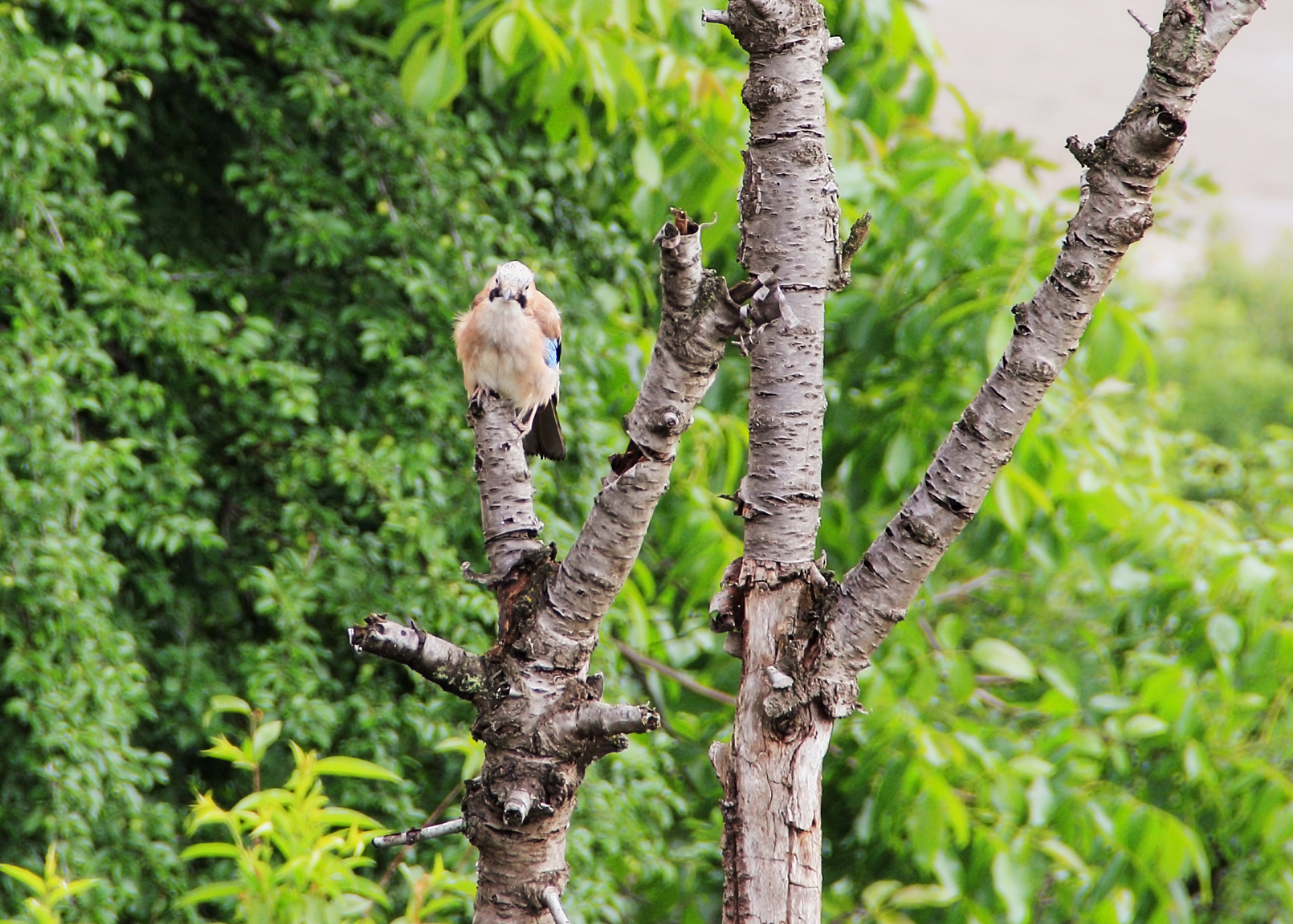 a bird standing on the dry tree branch with green overgrowth in 