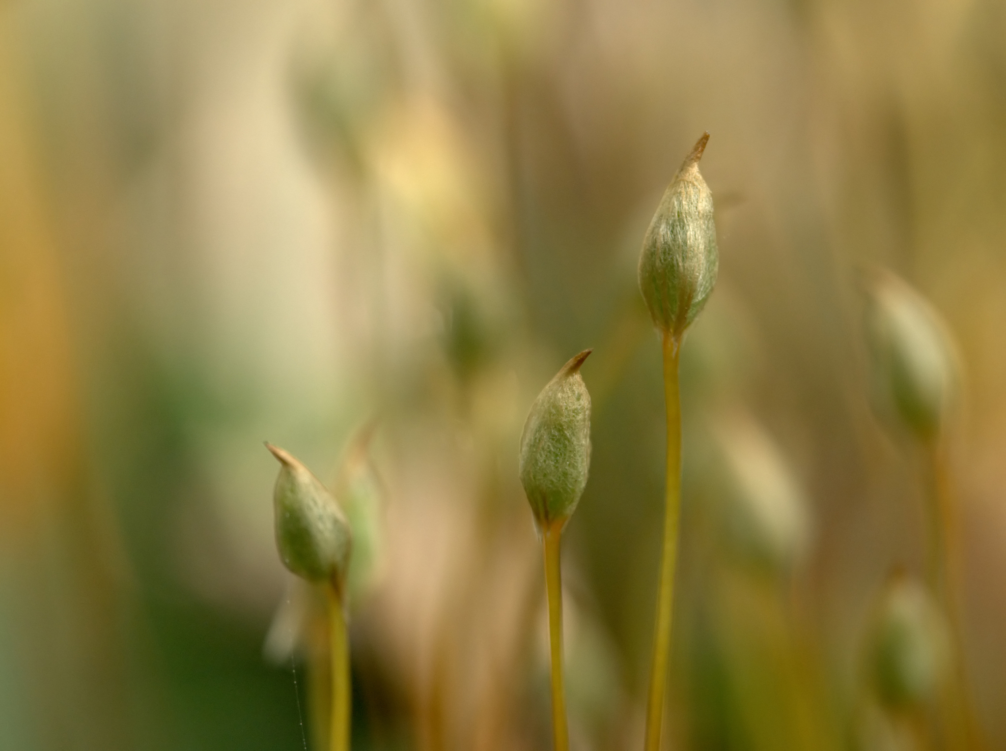 生物繁殖方式详解：植物、动物、细菌、真菌繁殖方法及注意事项