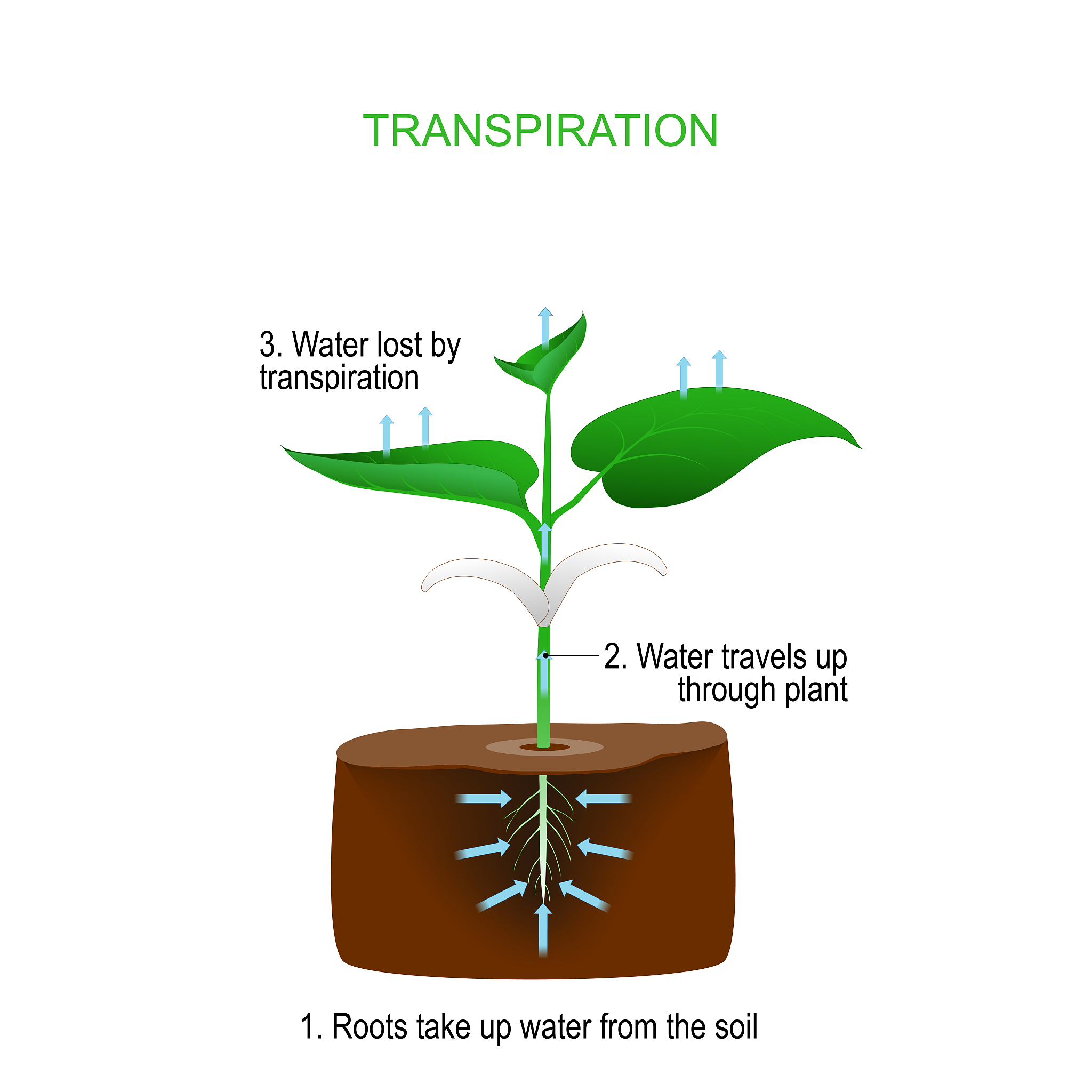 土壤研究期刊：涵盖土壤科学各个方面的研究