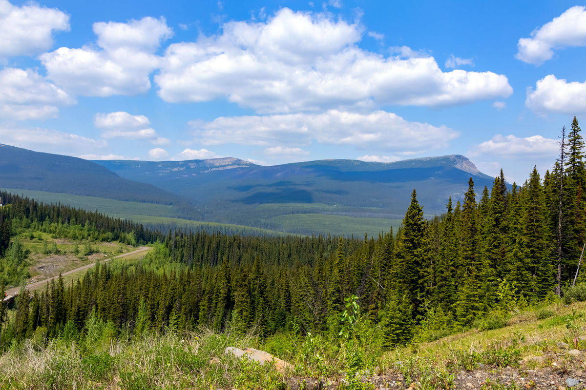 请用100字描述雪山巍峨白桦林伫立其中白云缠绕的场景