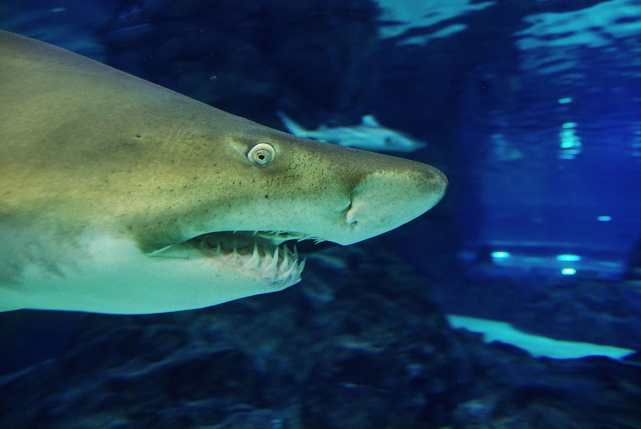 shark in oceanarium