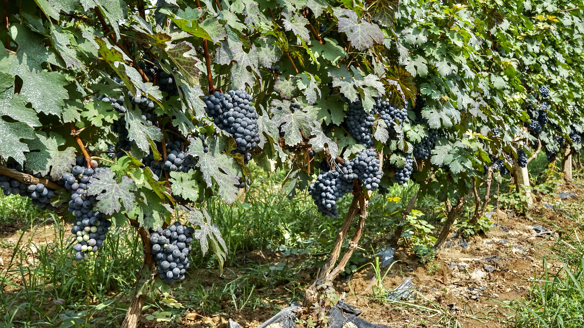 我打算设计一个阳光玫瑰葡萄的乡村振兴计划书 这个葡萄的品牌叫宝阁帮我分析下这个宝阁品牌的一下方面1 品牌有力竞争优势2 不利的竞争因素3 外部有利的市场竞争机会4 外部威胁