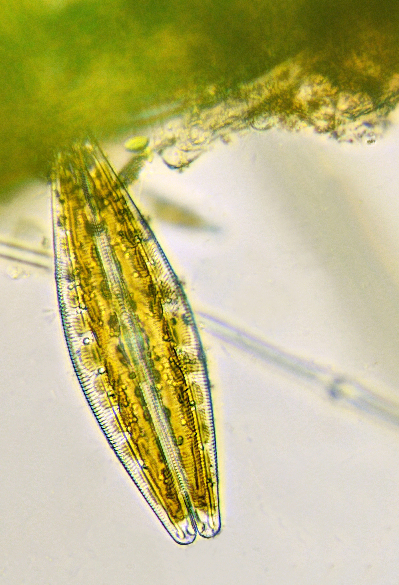 裸甲藻和裸藻的区别是什么？-  分类和特征解读