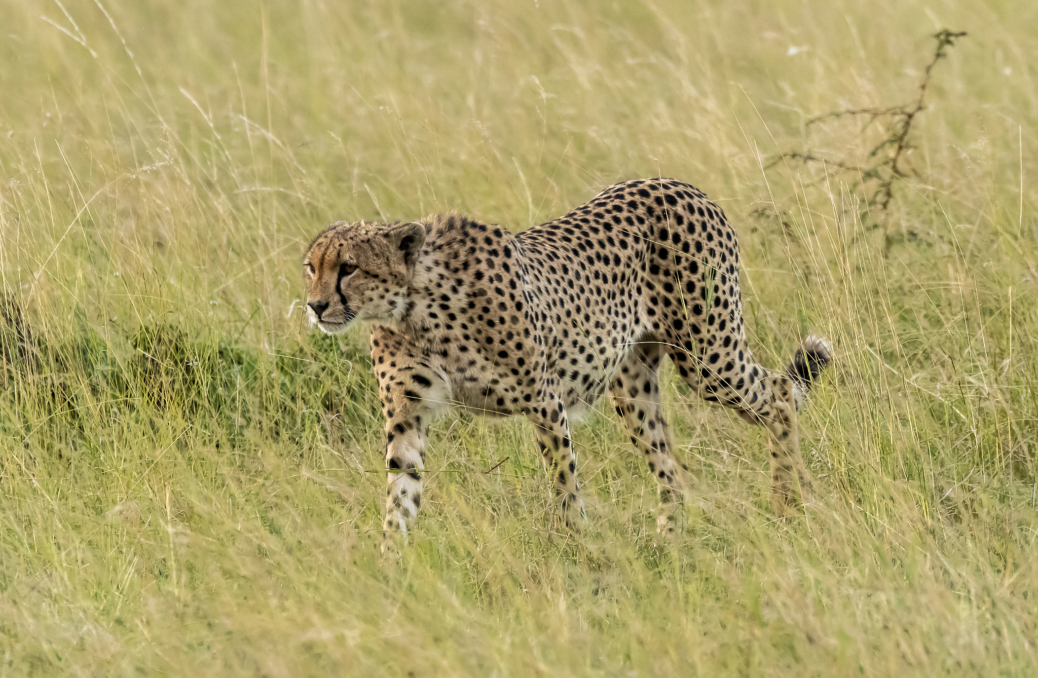 a cheetah from the five brothers coalition walking in the plains
