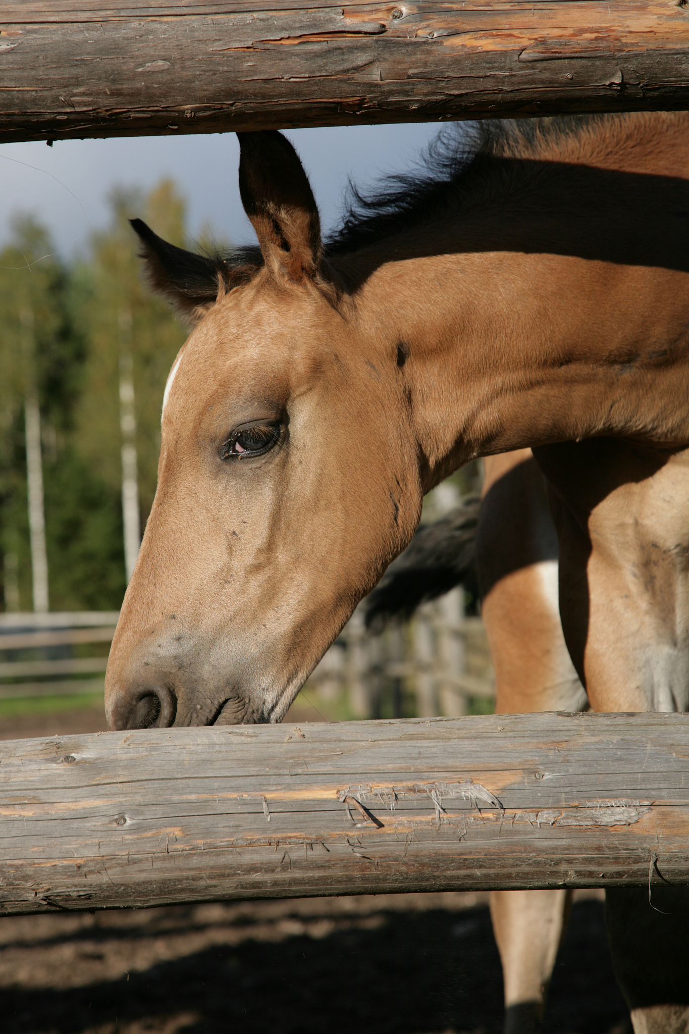 the foal