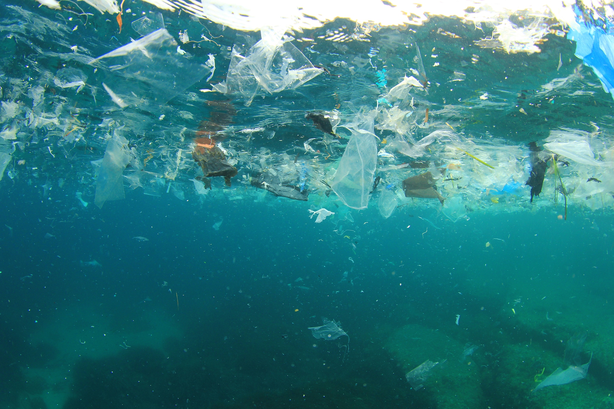 海洋微塑料对生态系统的严重影响：从健康到食物链