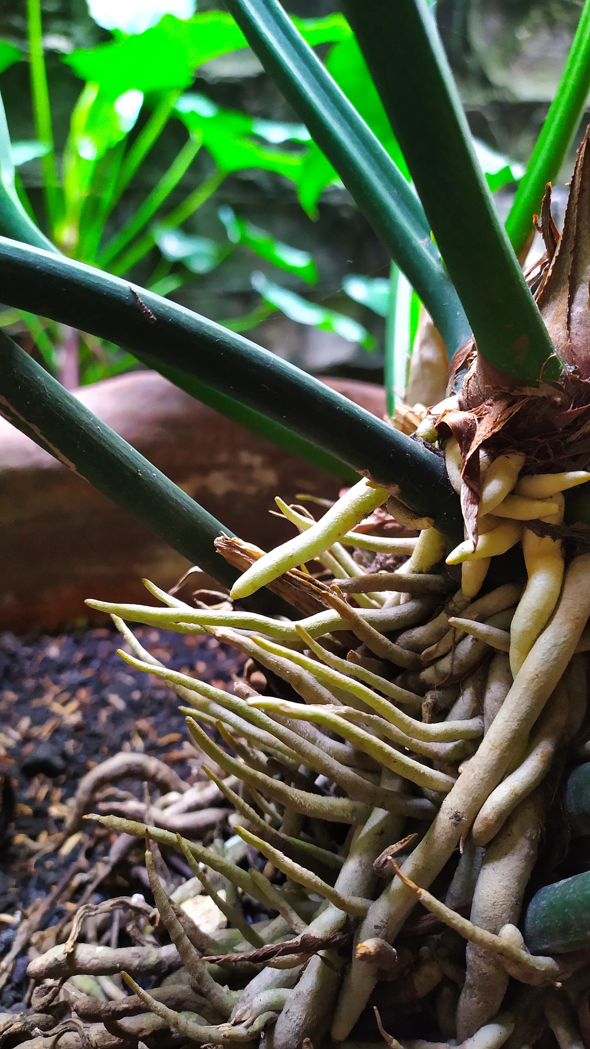 root of plant