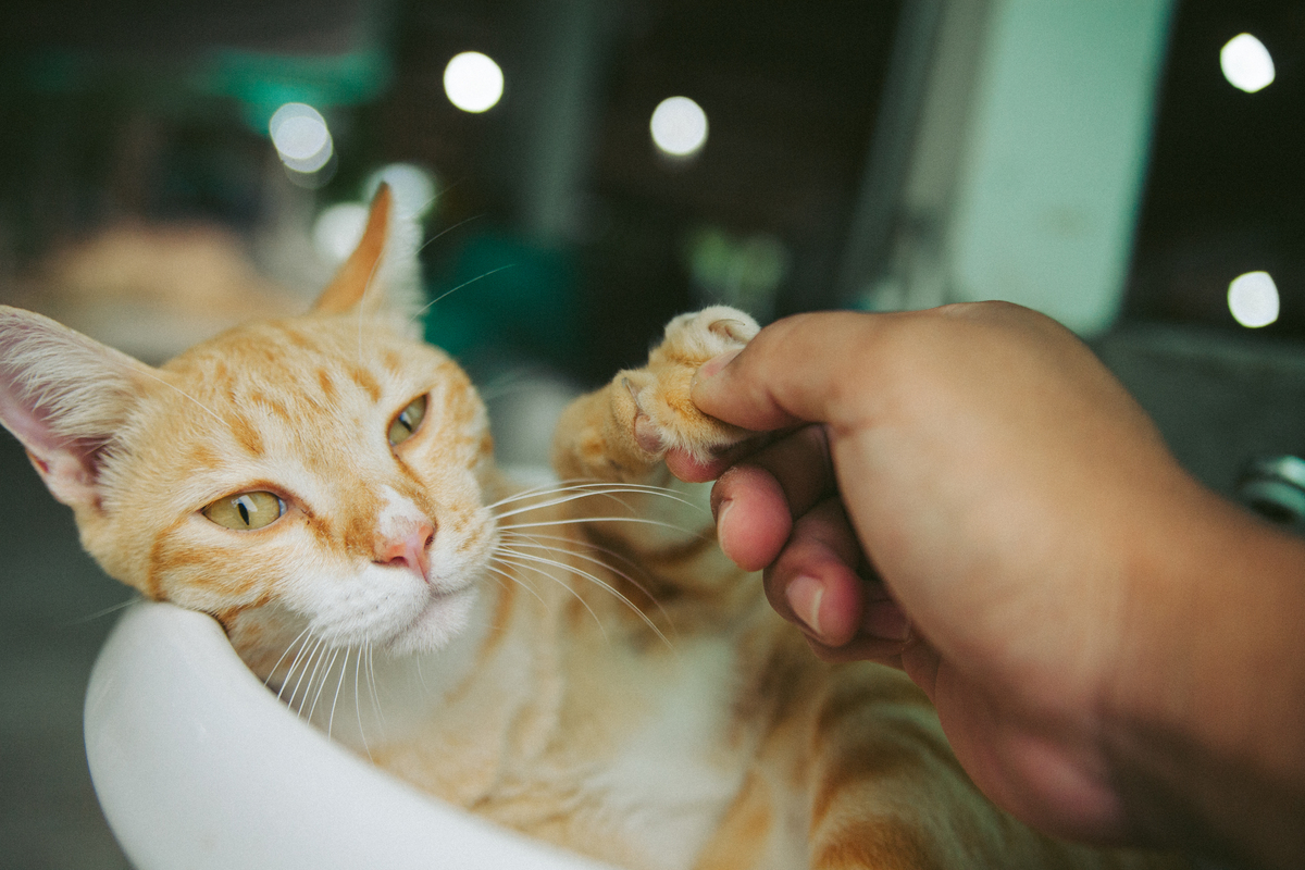 两只猫咪，两种不同的世界 | 养两只性格截然相反的猫是种什么体验？