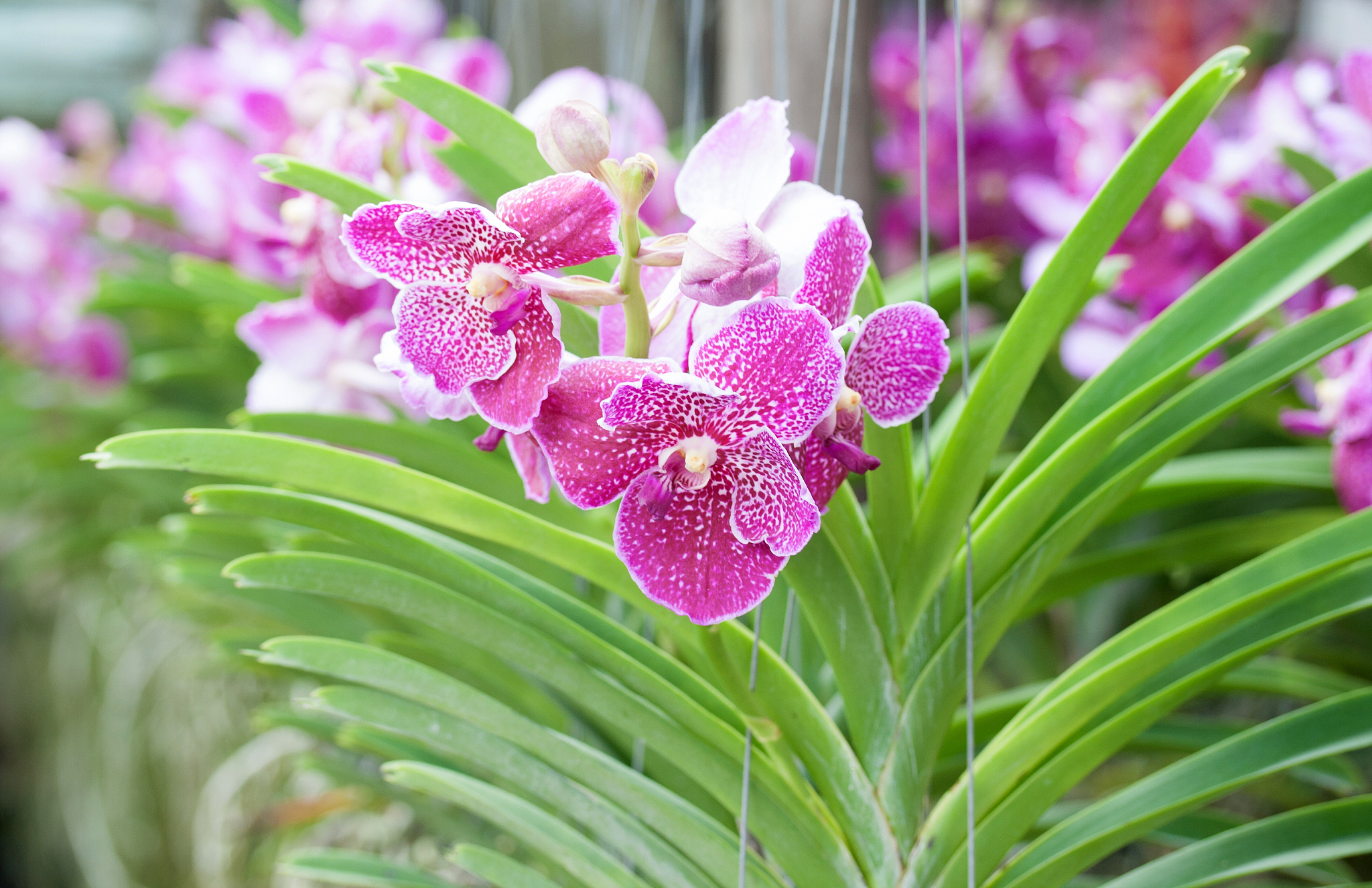 orchid flowers