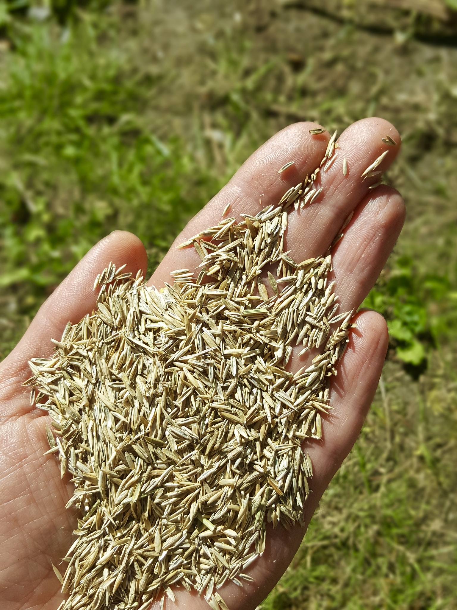close-up of hand holding grain on land