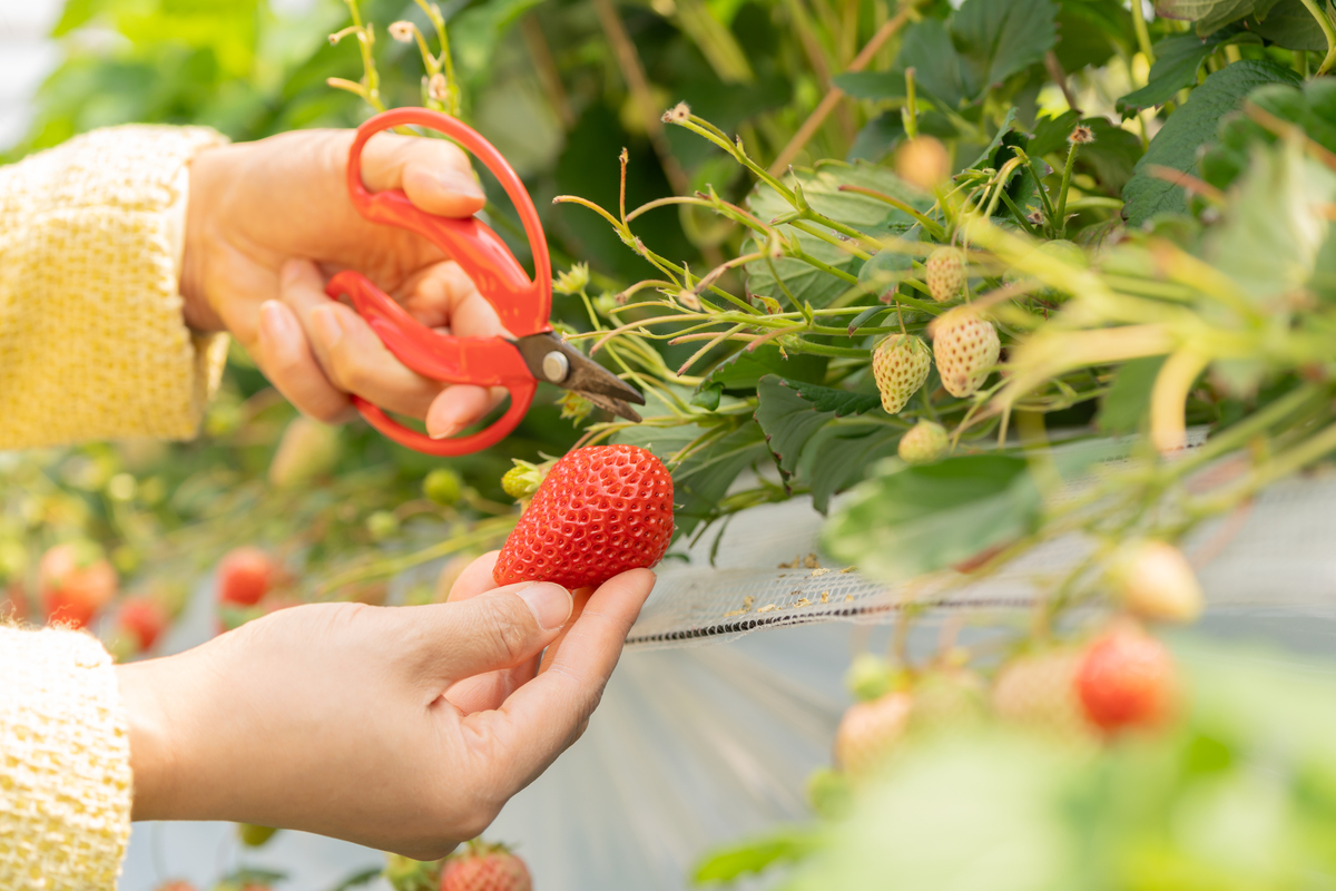 草莓夏天怎么养护？秋天可以采摘吗3000字