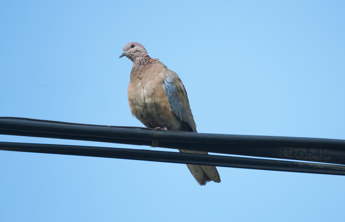 怎么分辨公母鸽子主要从身体结构来阐述 不少于一千字