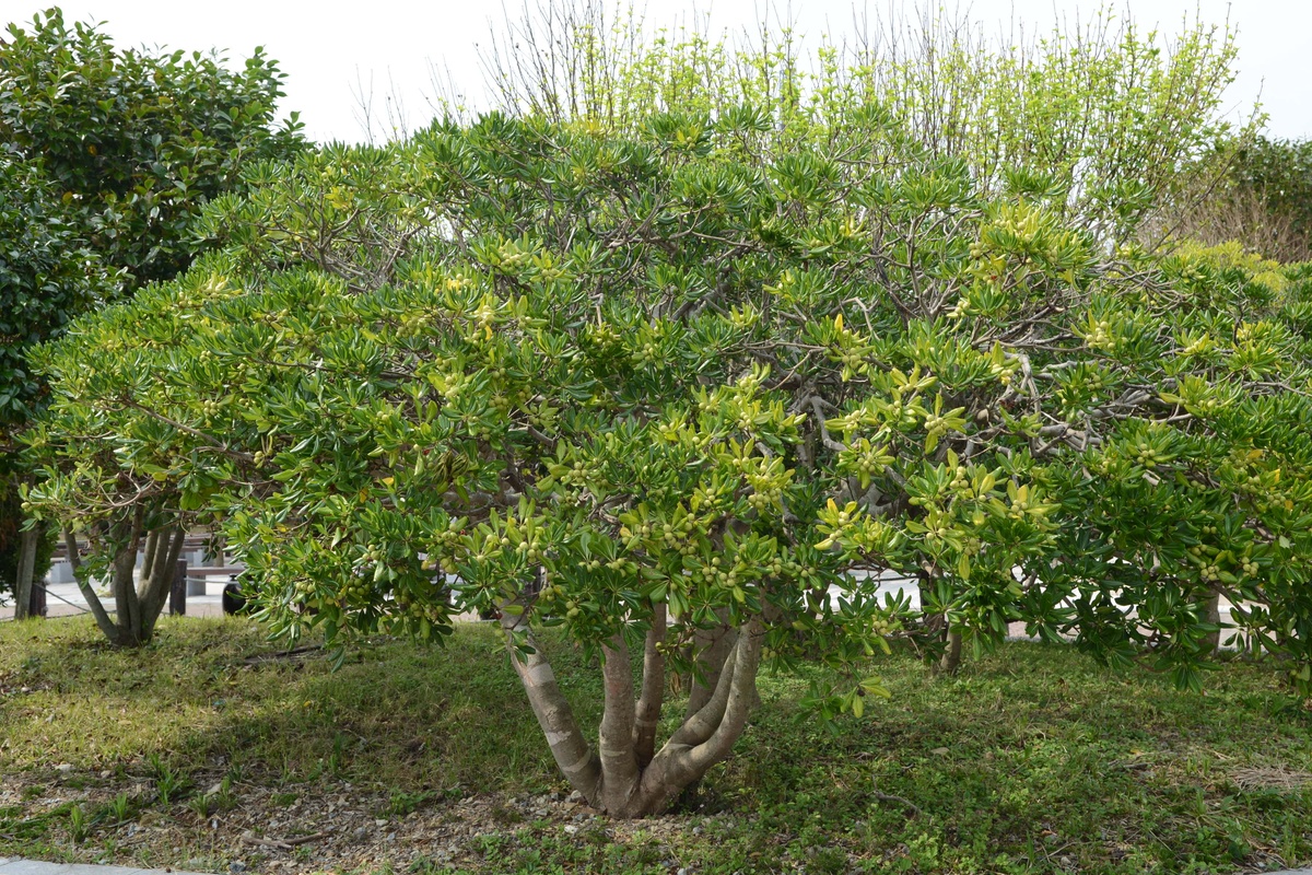 月桂香樟：生态守护者，水土保持与空气净化的功臣