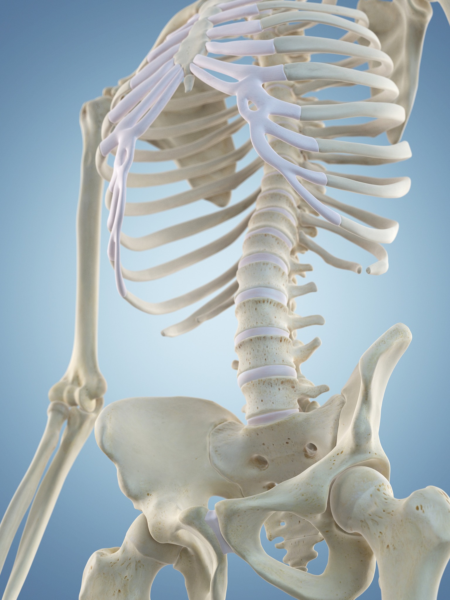 骨松质以下描述正确的是A 长骨的骨松质分布在骨头中间B 短骨的骨松质分布在骨头内部C 扁骨的骨松质分布在骨头外部D 不规则骨的骨松质分布在骨头外部