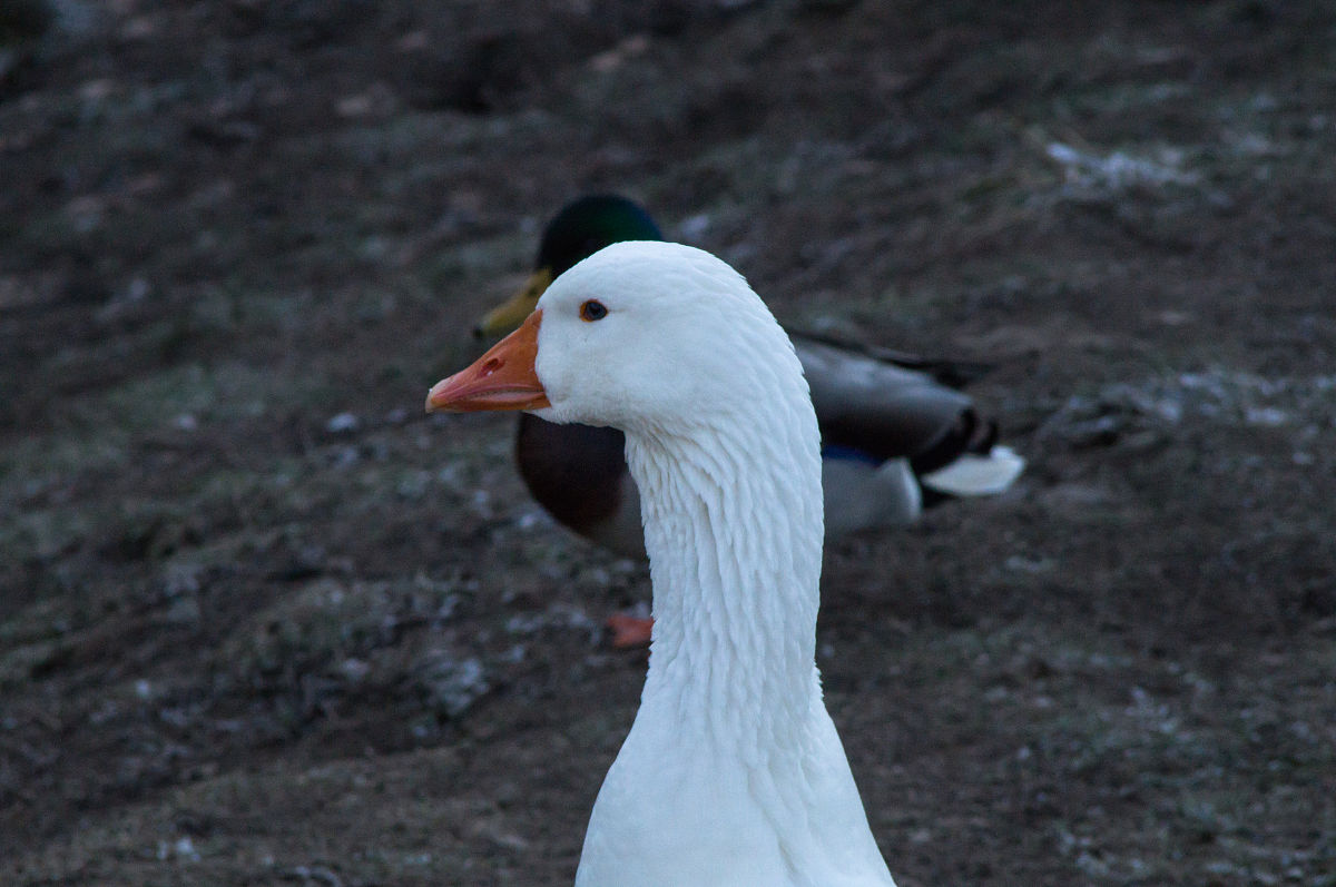 翻译： Goose goose goose with a curved neck singing towards the sky White feathers float on the green water while red palms stir the clear waves
