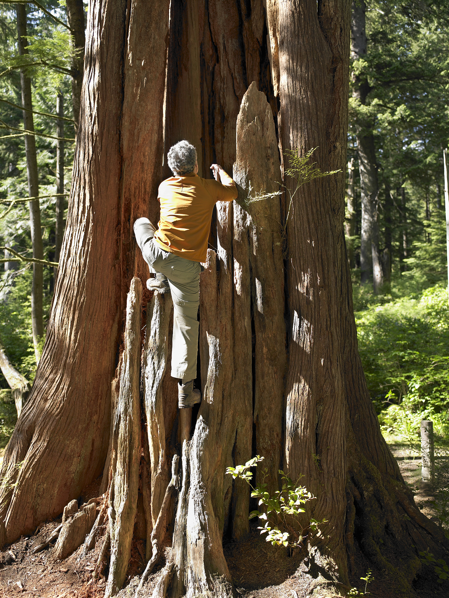 婴儿扶着古树学走路：生命的奇迹与成长力量