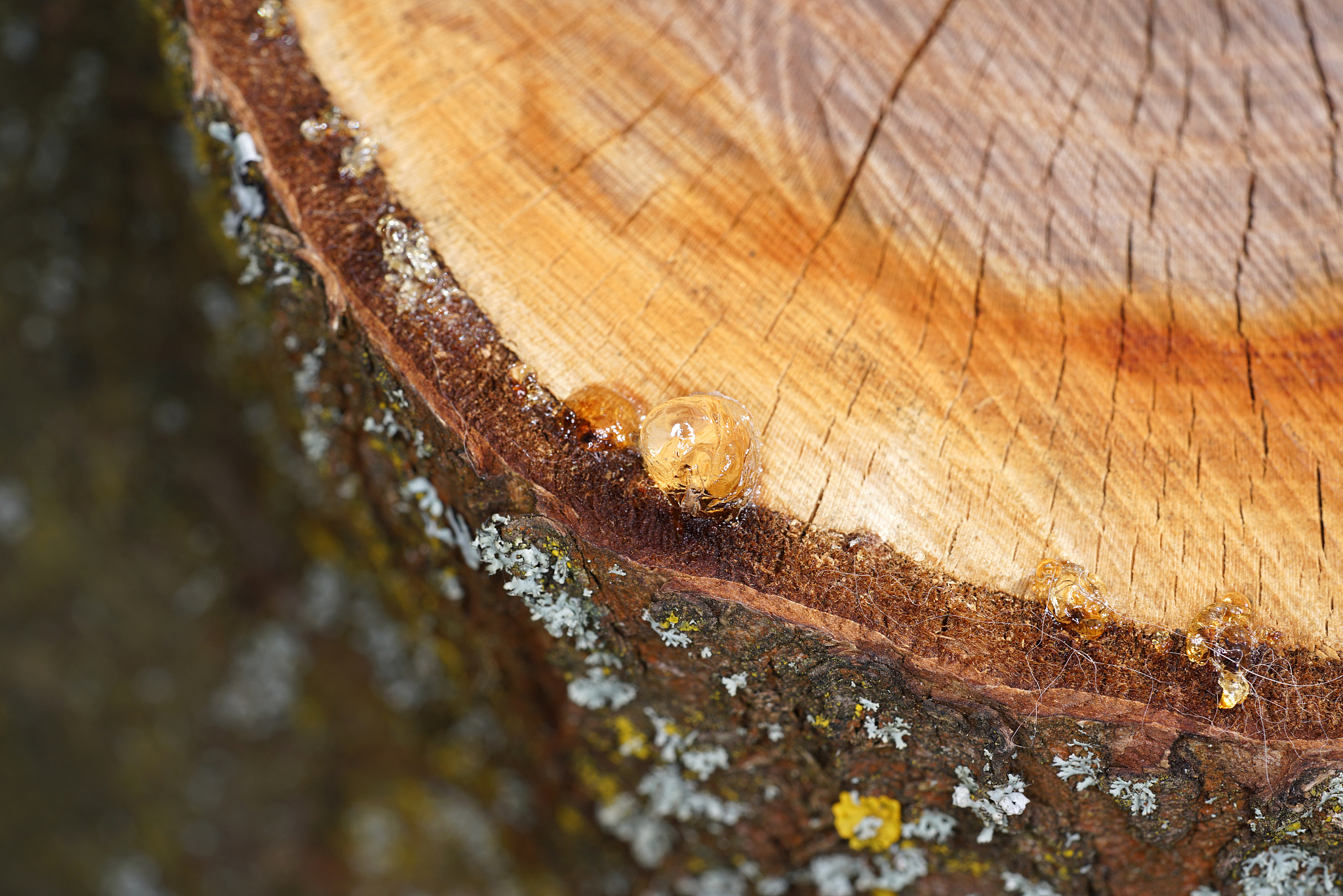 tree resin on a freshly cut tree with the macro photographed obj