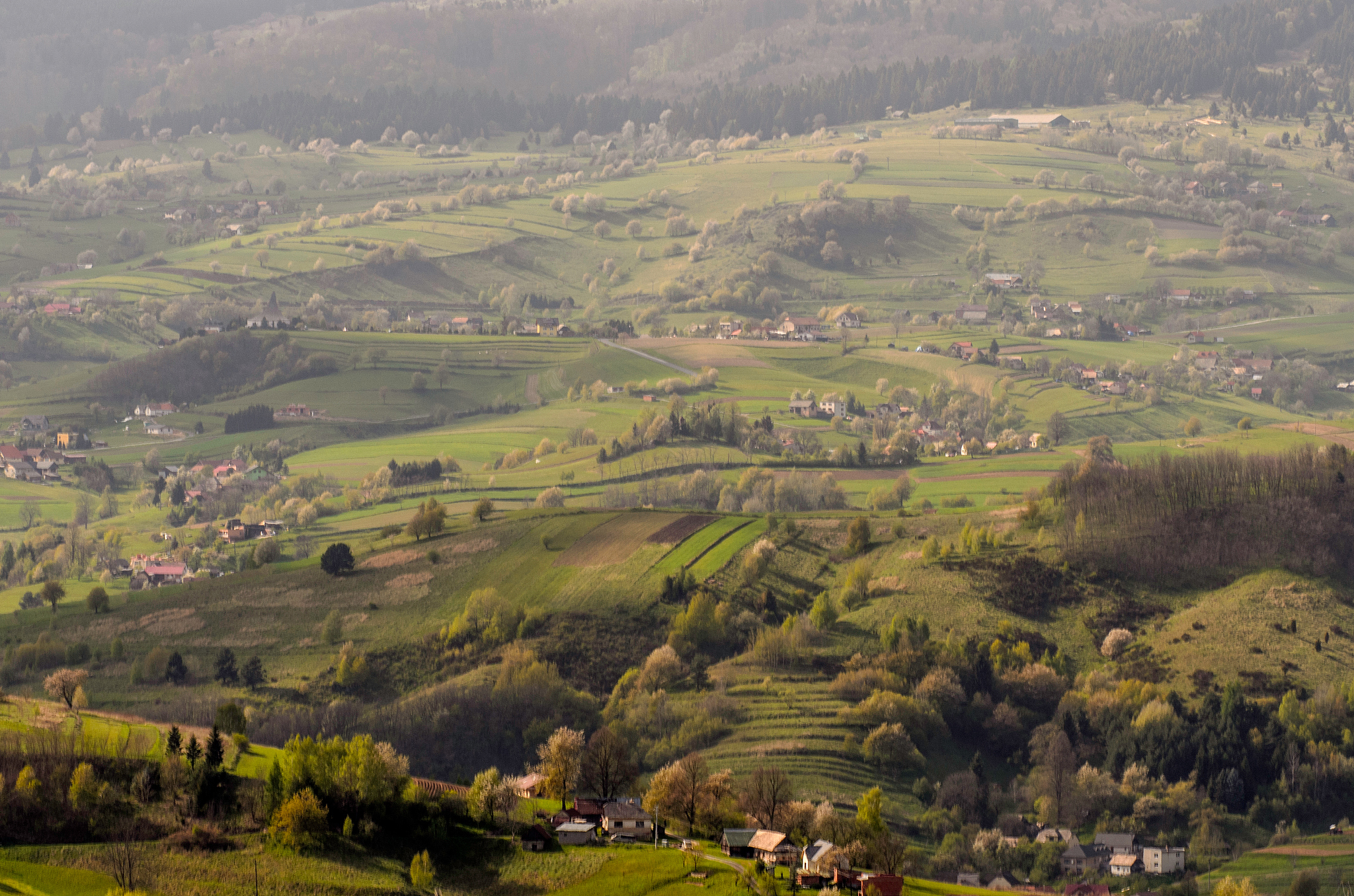 scenic view of green landscape
