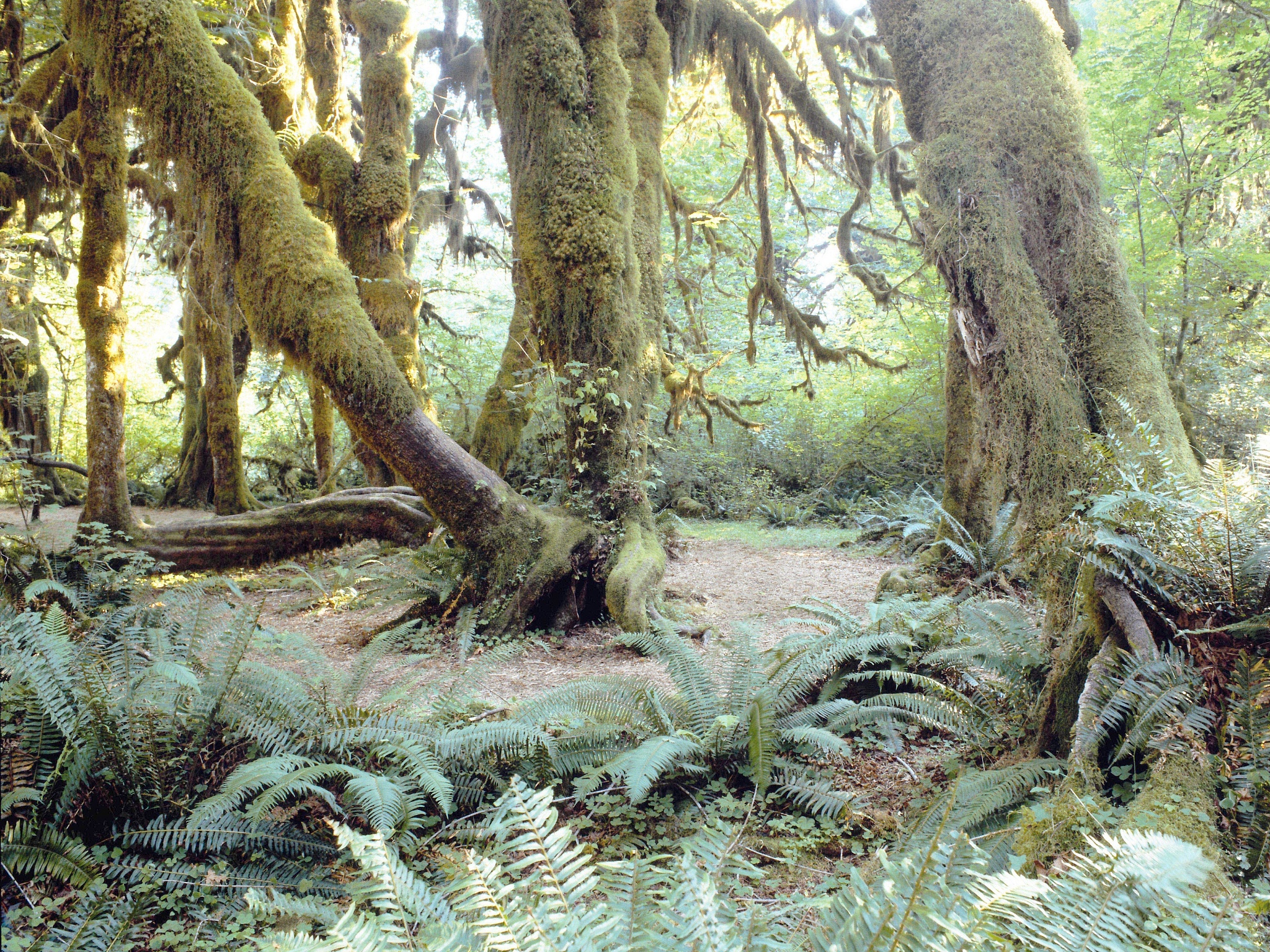 Influence of Tree Age and Functional Type on Phosphorus Limitation in Tropical Forests