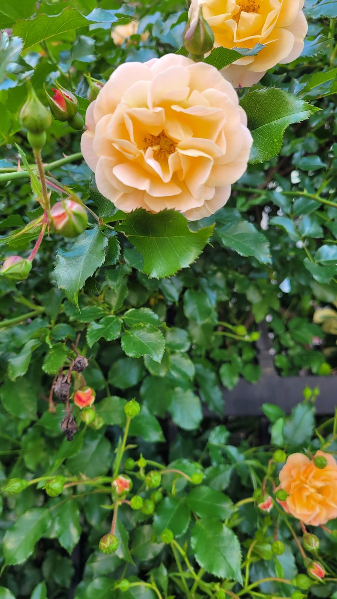 艳丽的蔷薇花开了改为拟人句