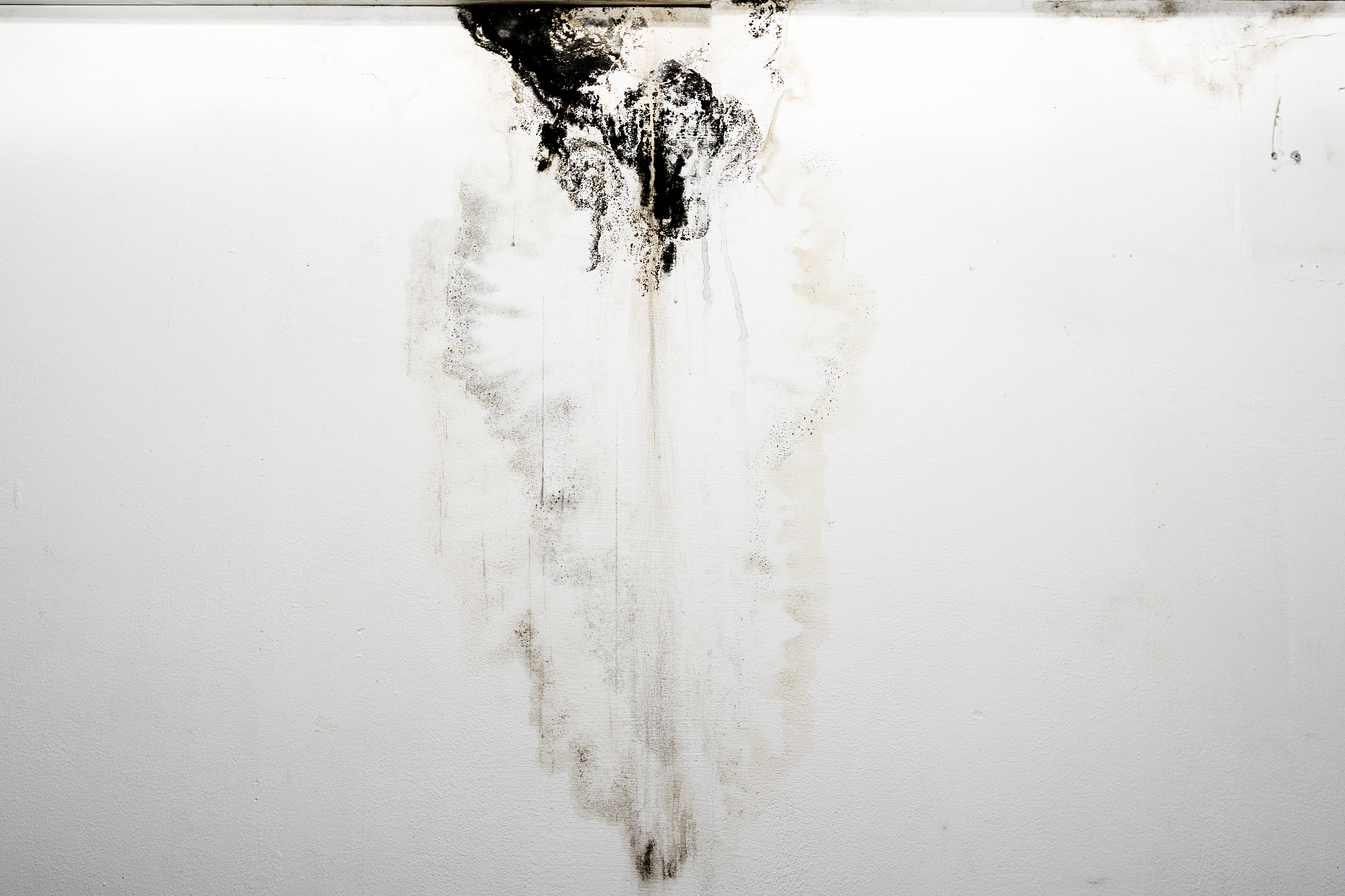 大豆上的霉菌：白色和灰色有什么区别？