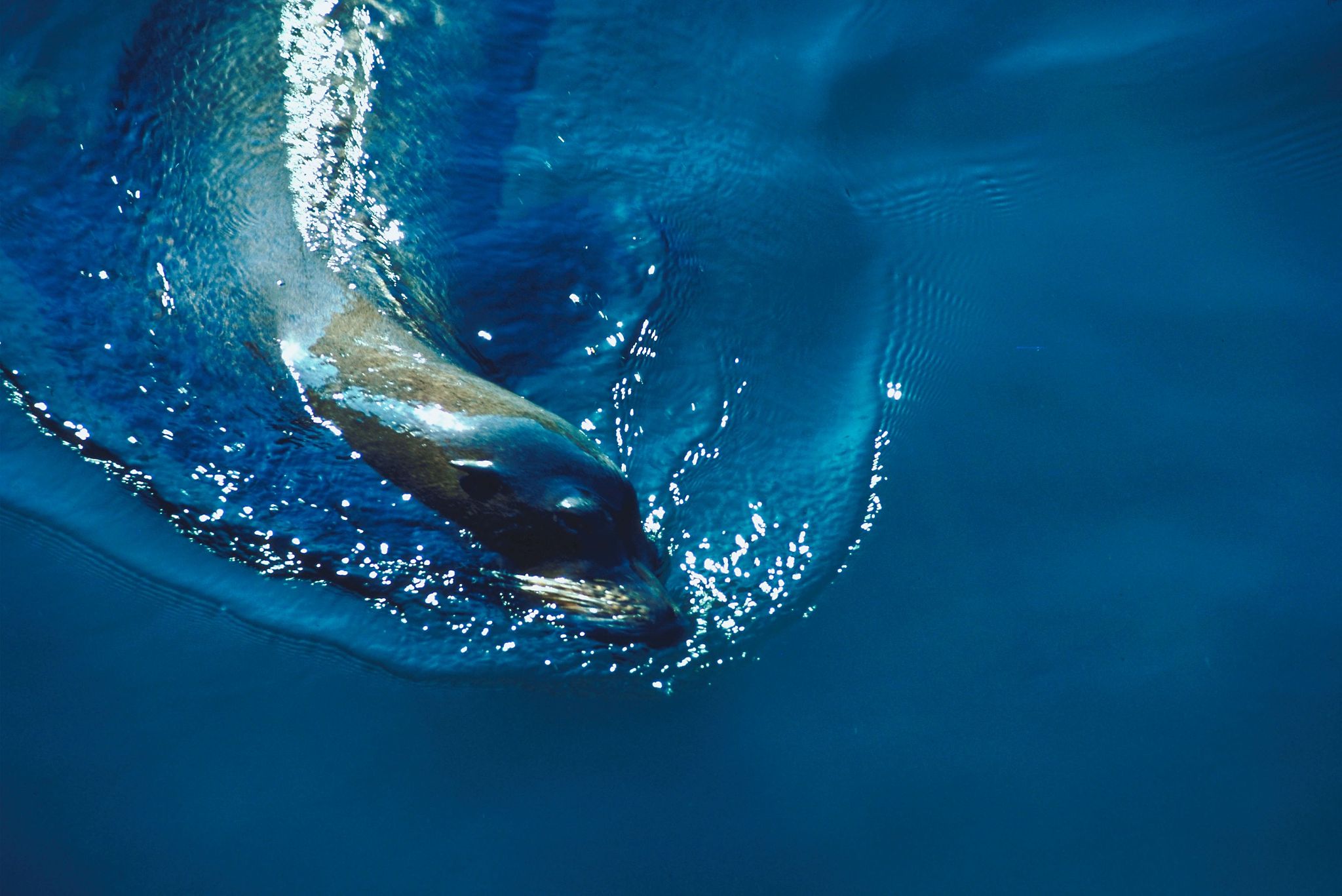 The Tragedy of the Commons: Protecting Marine Life from Overfishing and Whaling